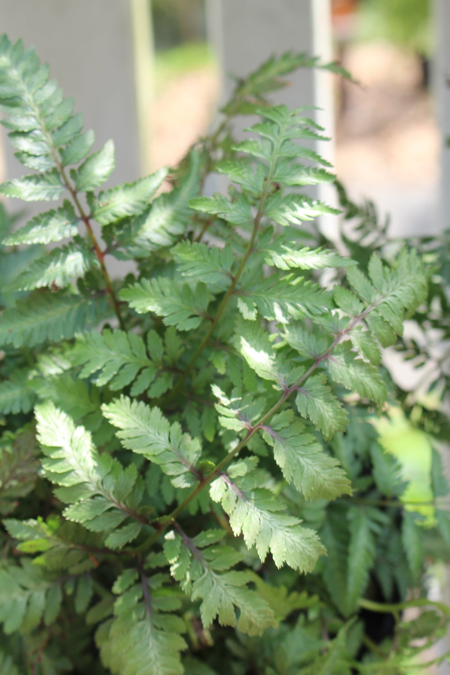 Athyrium nip. Pictum 1g