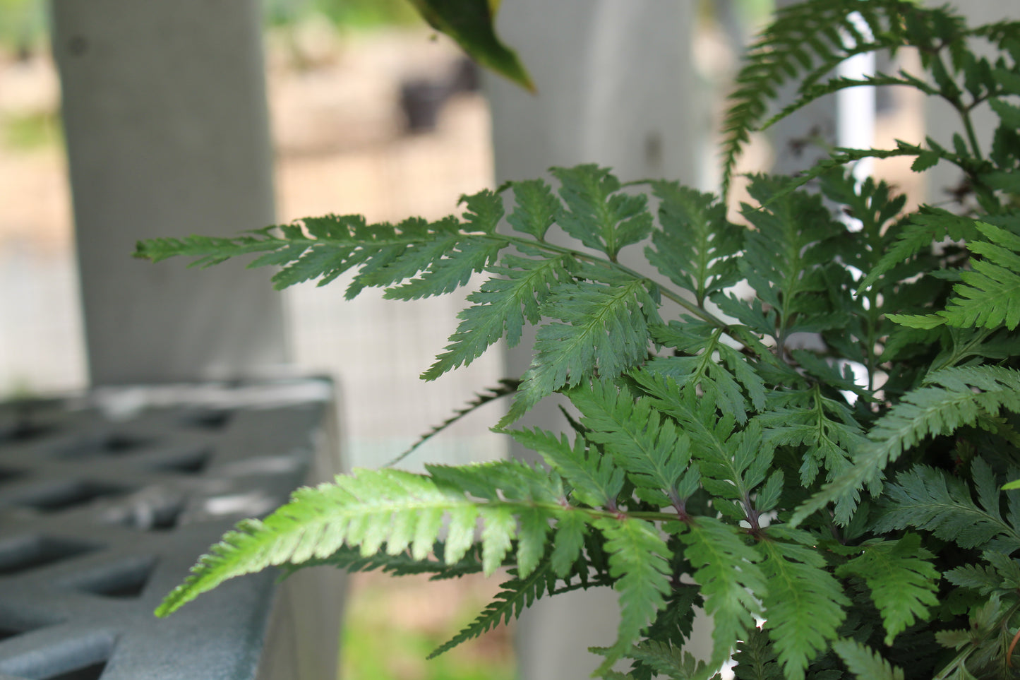 ATHYRIUM niponicum Pictum 1g
