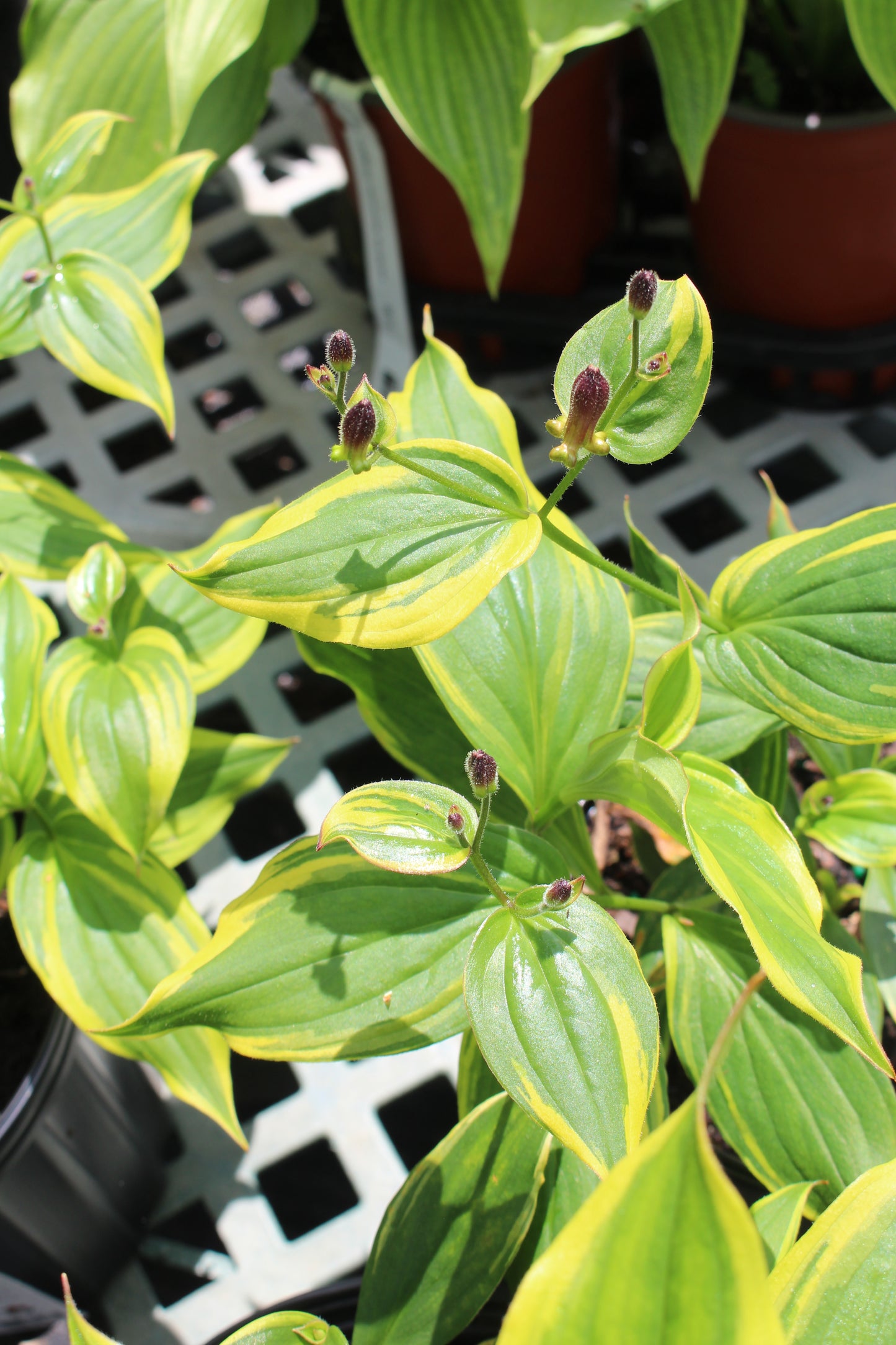 Tricyrtis f. Samurai 1g