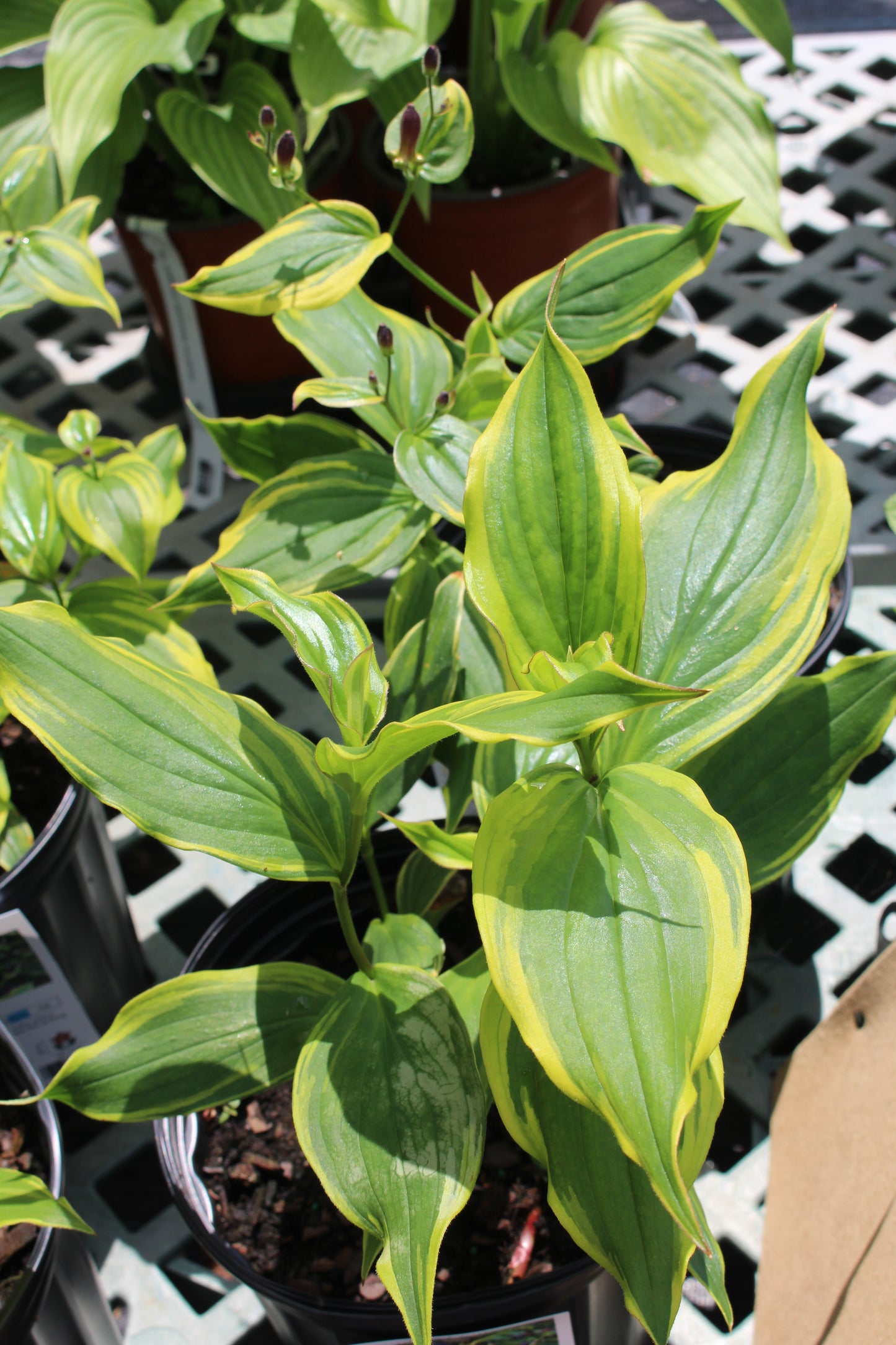 Tricyrtis f. Samurai 1g