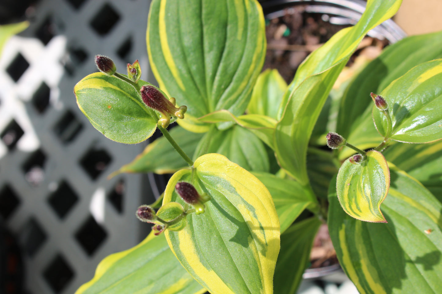 Tricyrtis f. Samurai 1g