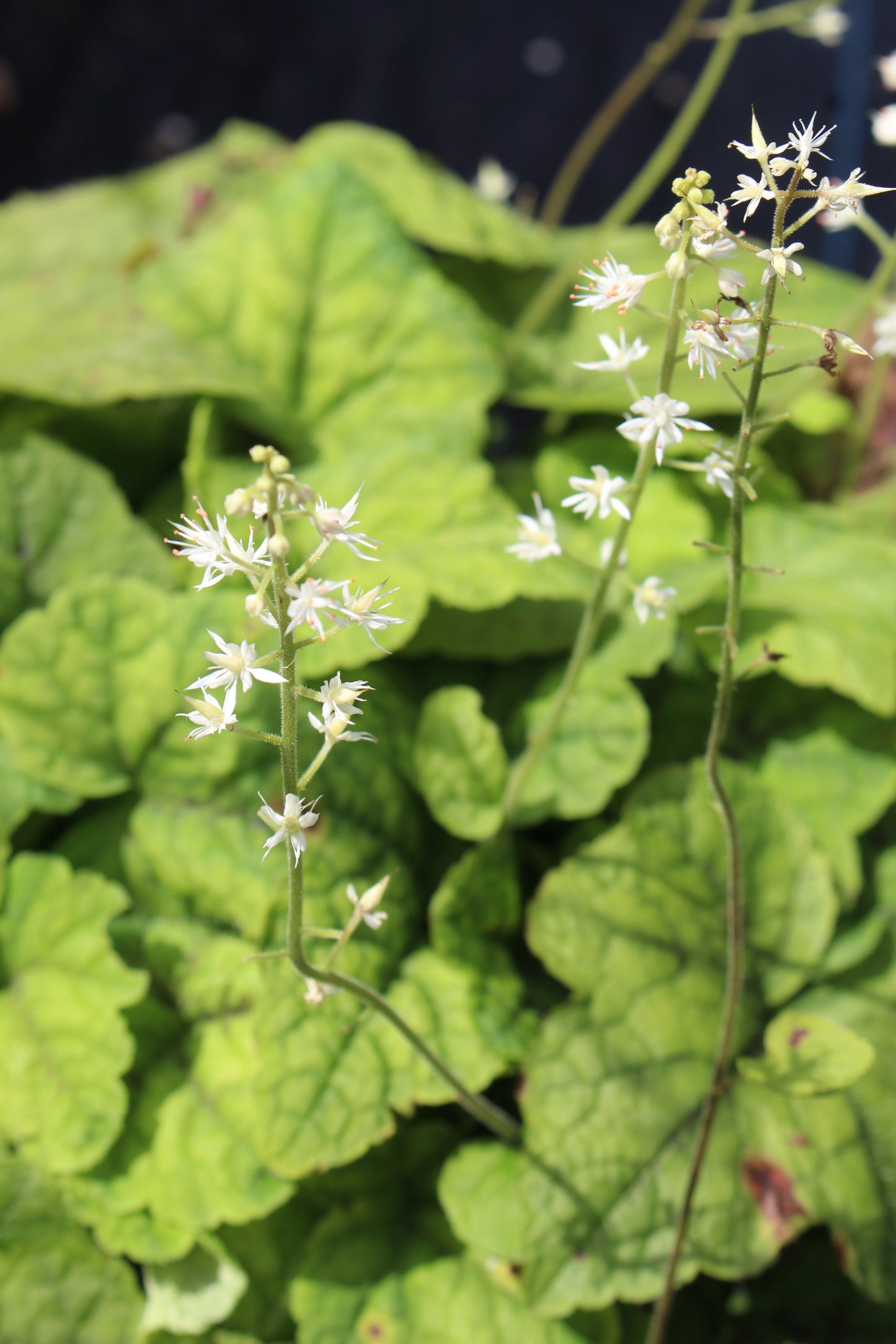 Tiarella Running Tapestry 1g