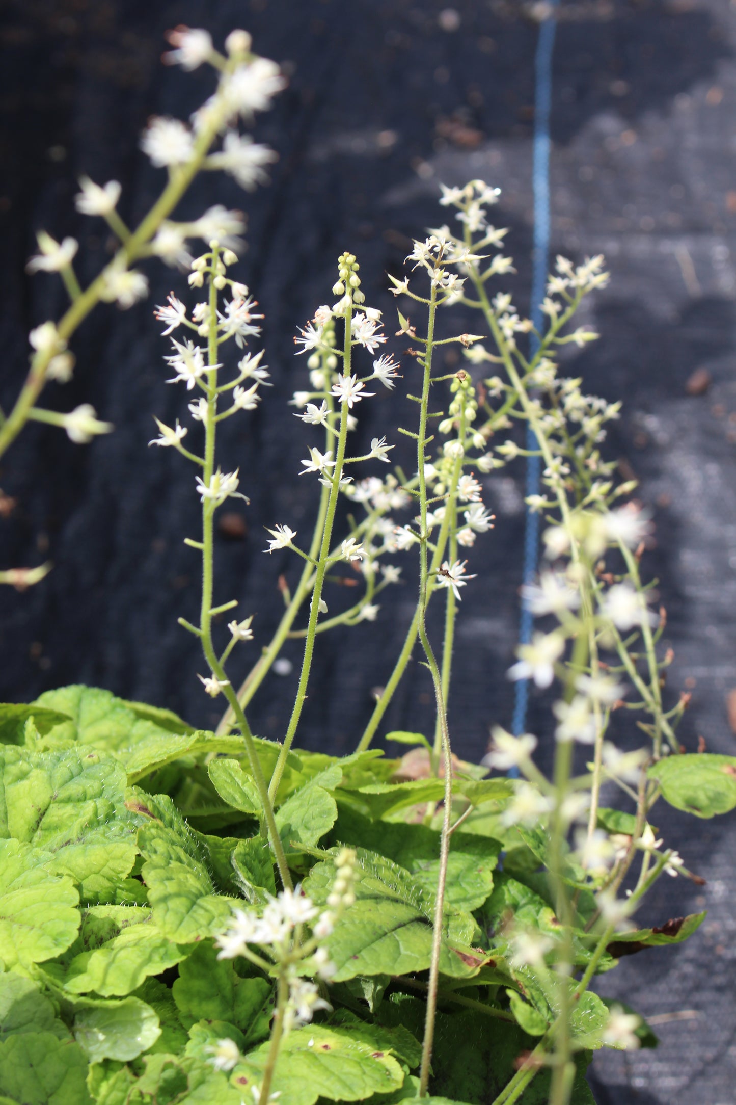 Tiarella Running Tapestry 1g