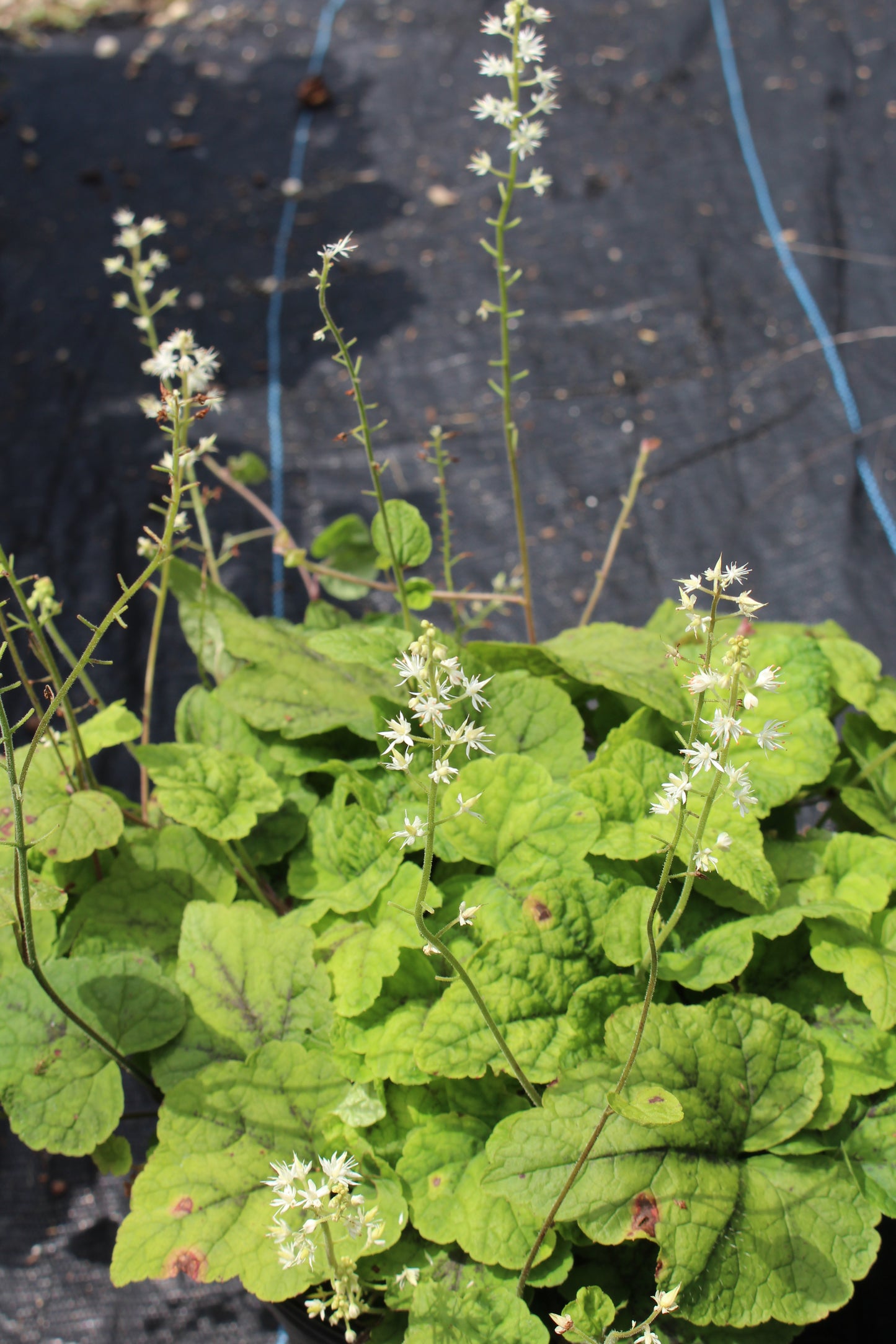Tiarella Running Tapestry 1g