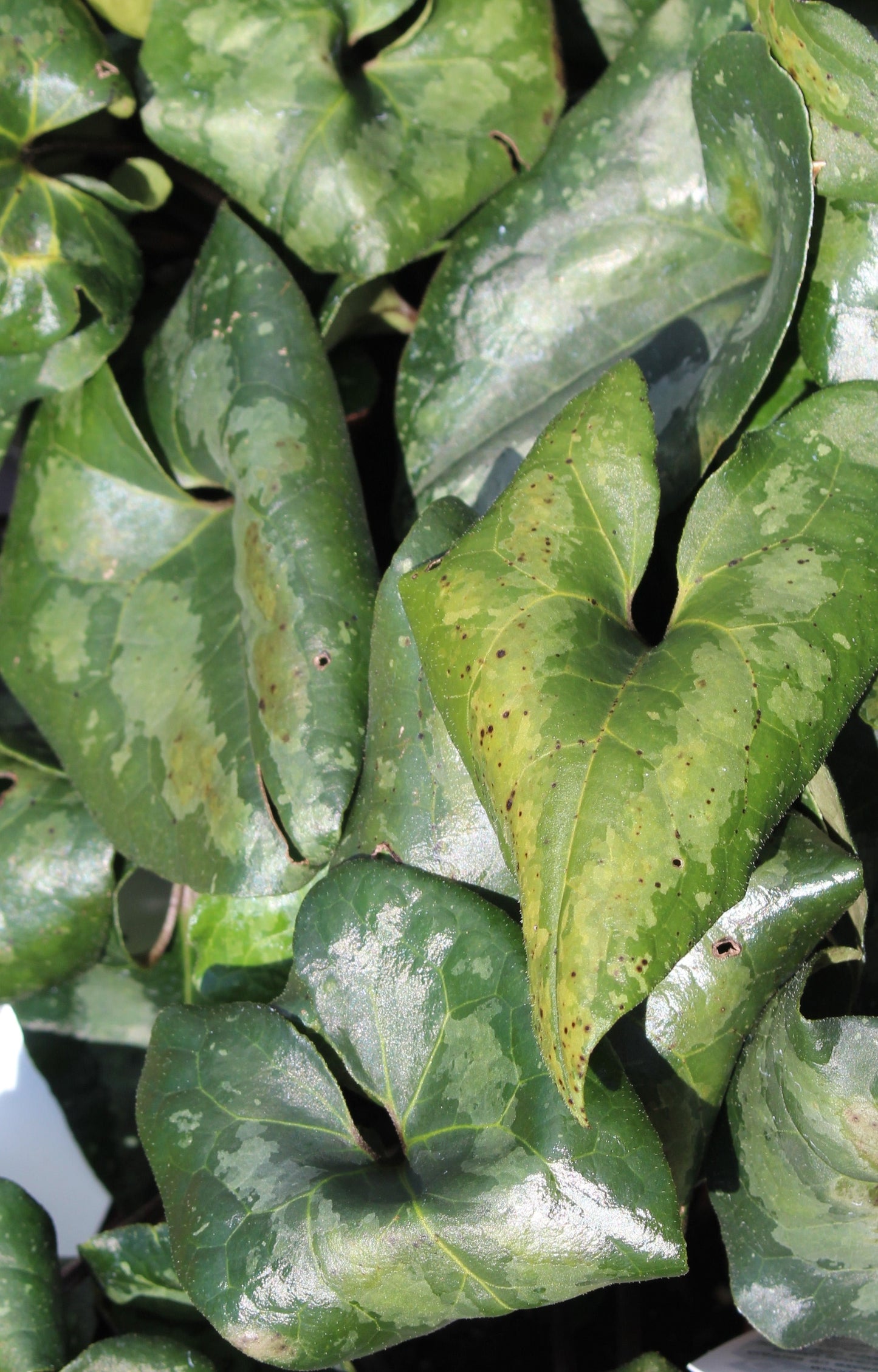 ASARUM splendens Quart