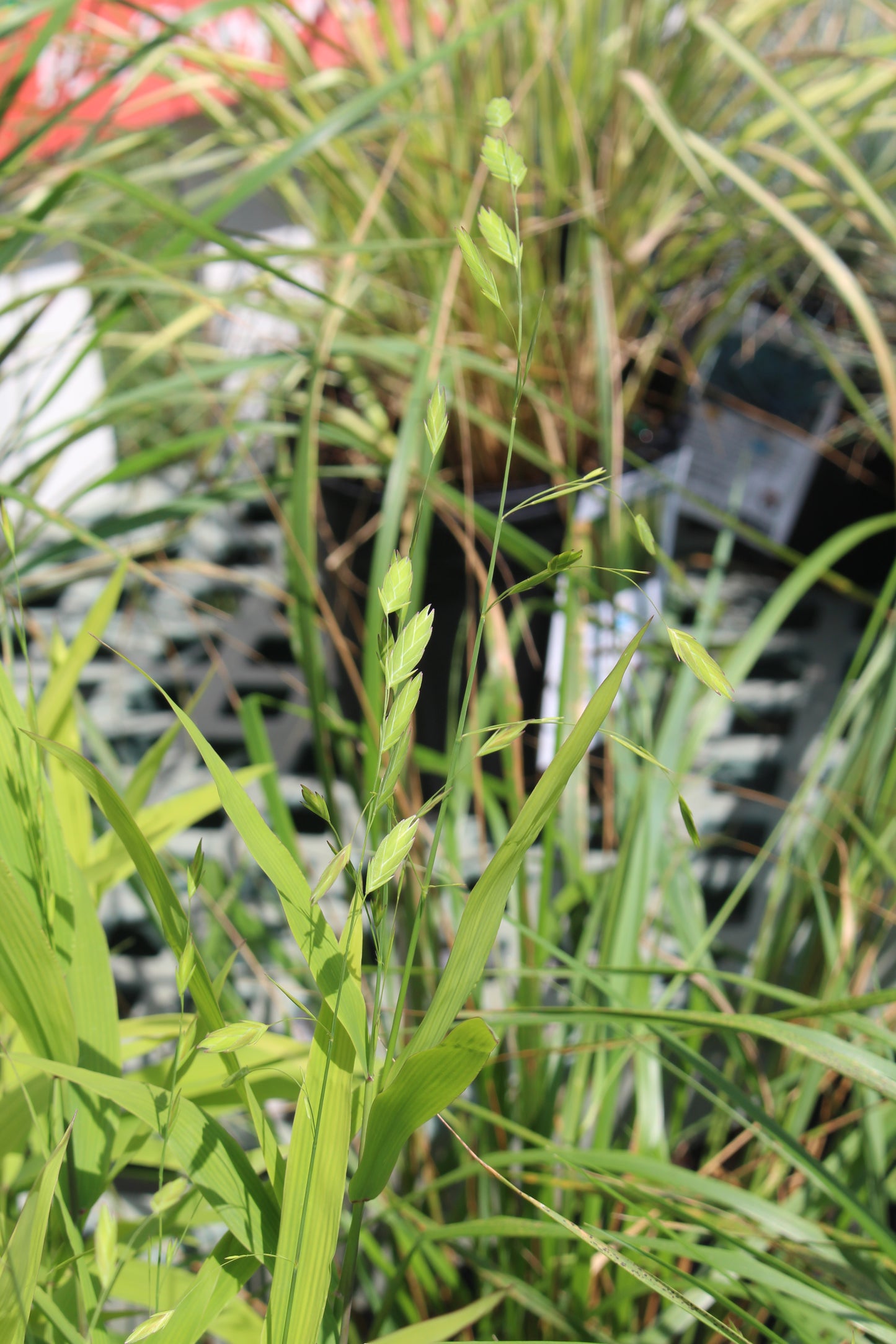 Chasmanthium latifolium 2g
