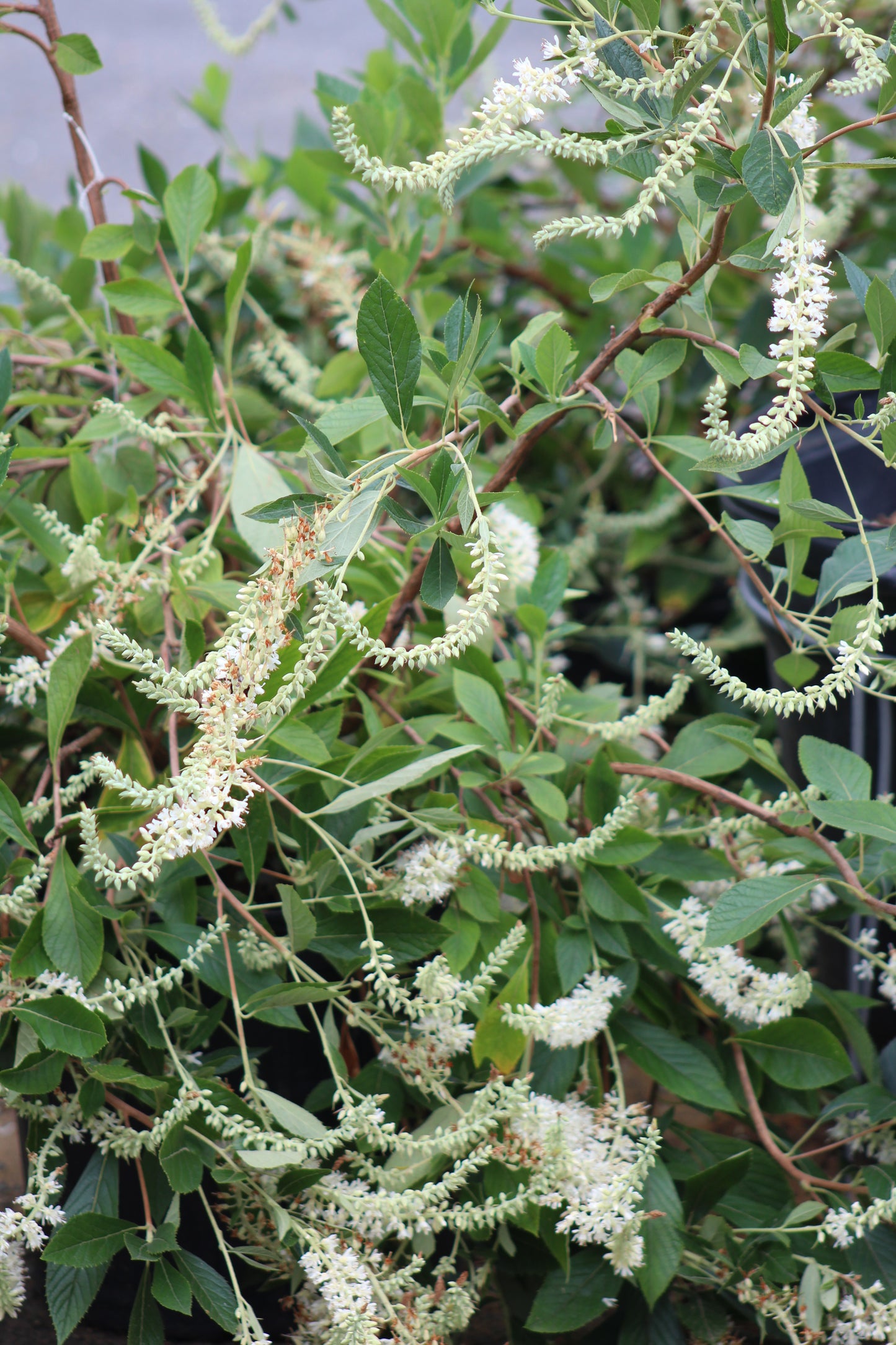 Clethra alnifolia Summer 3g