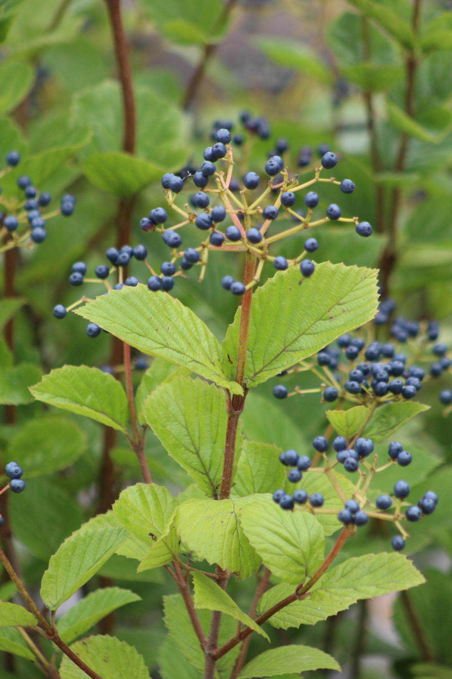 Viburnum Dentatum Christom 3g