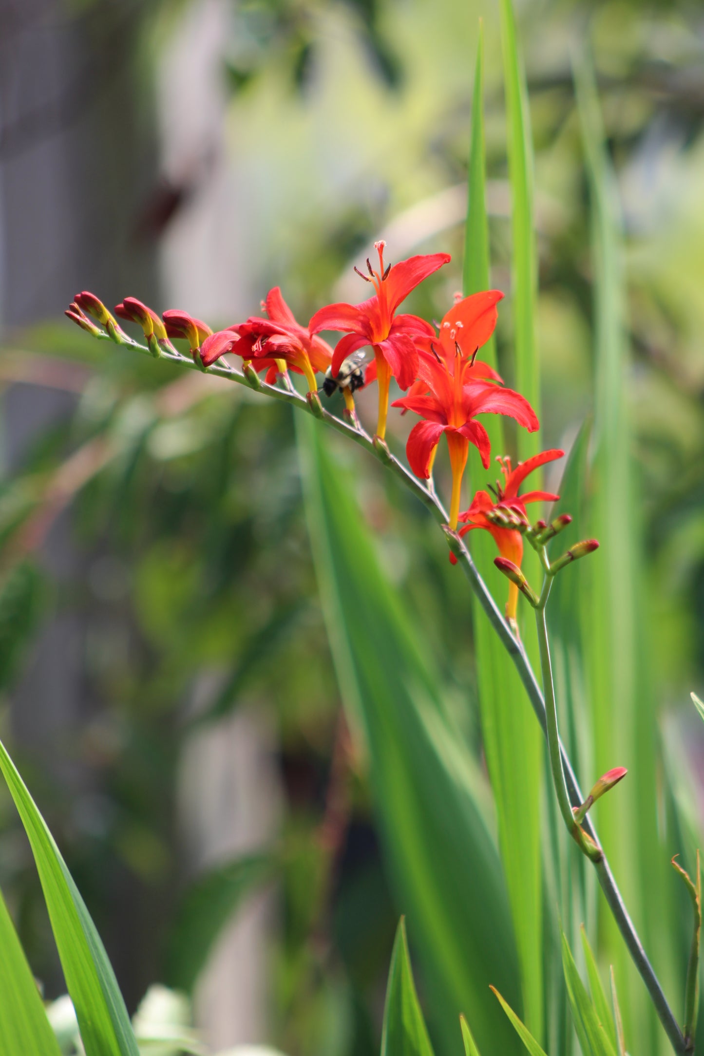 Crocosmia Lucifer 1g