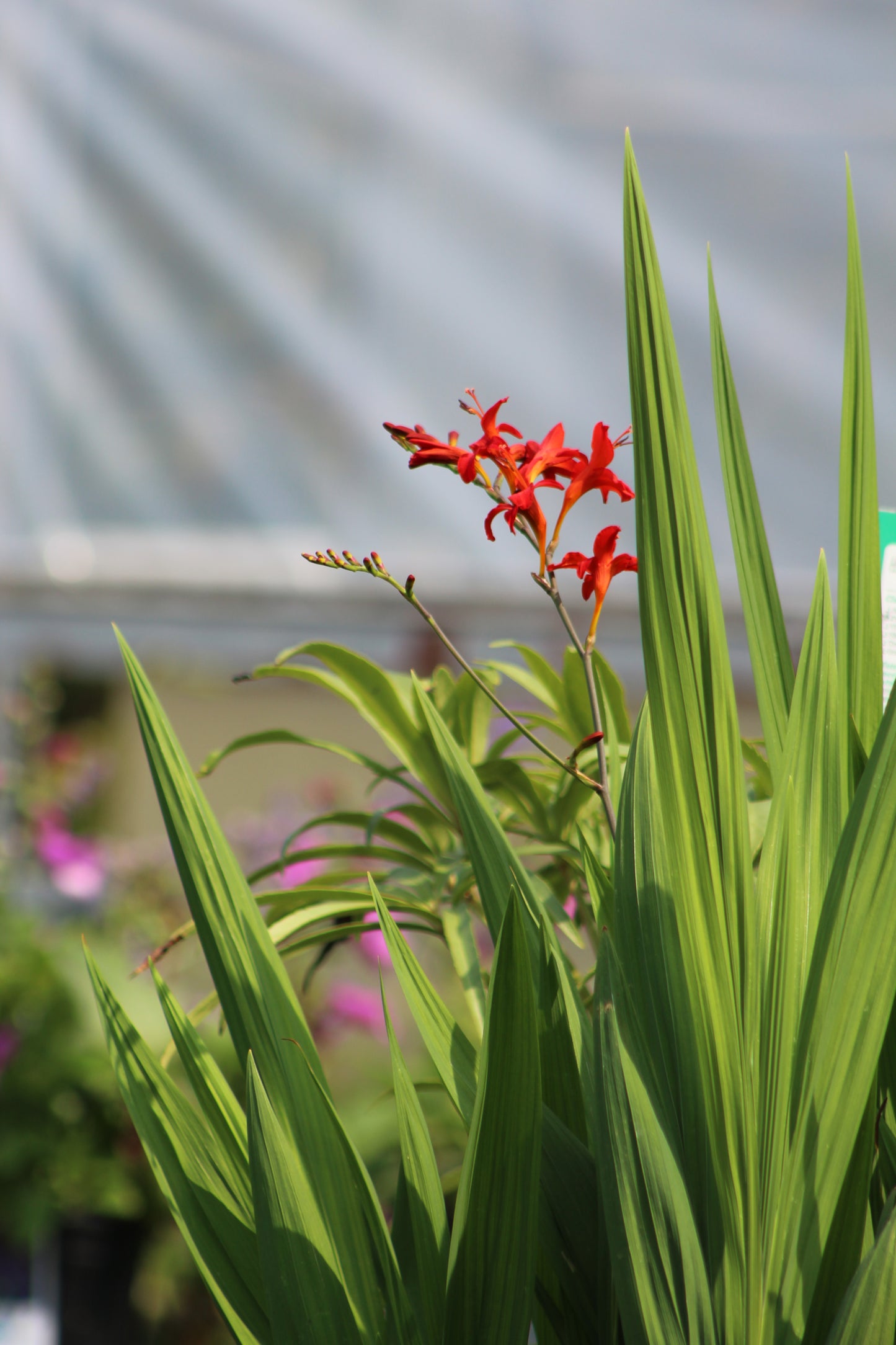 Crocosmia Lucifer 1g