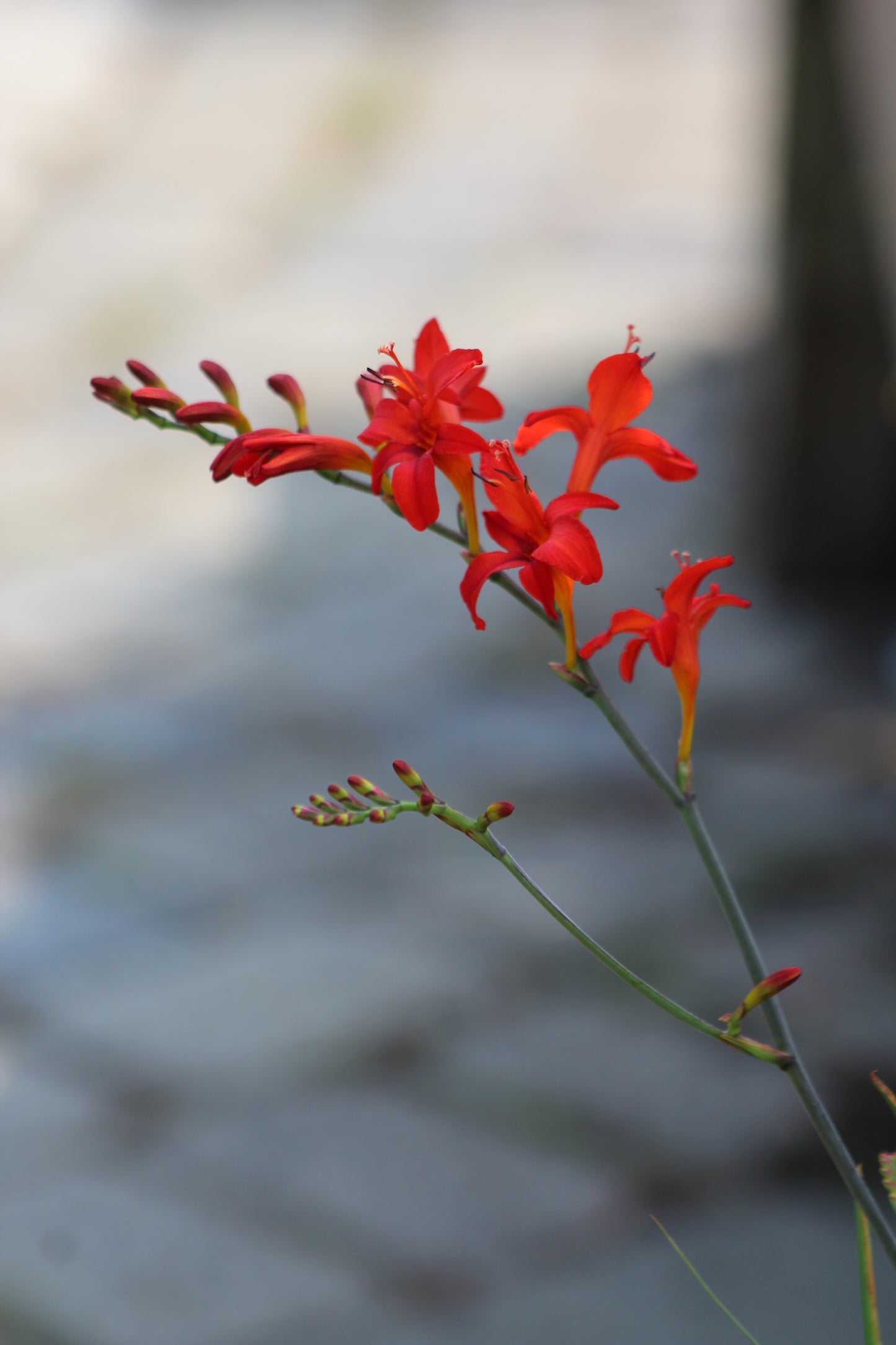 Crocosmia Lucifer 1g