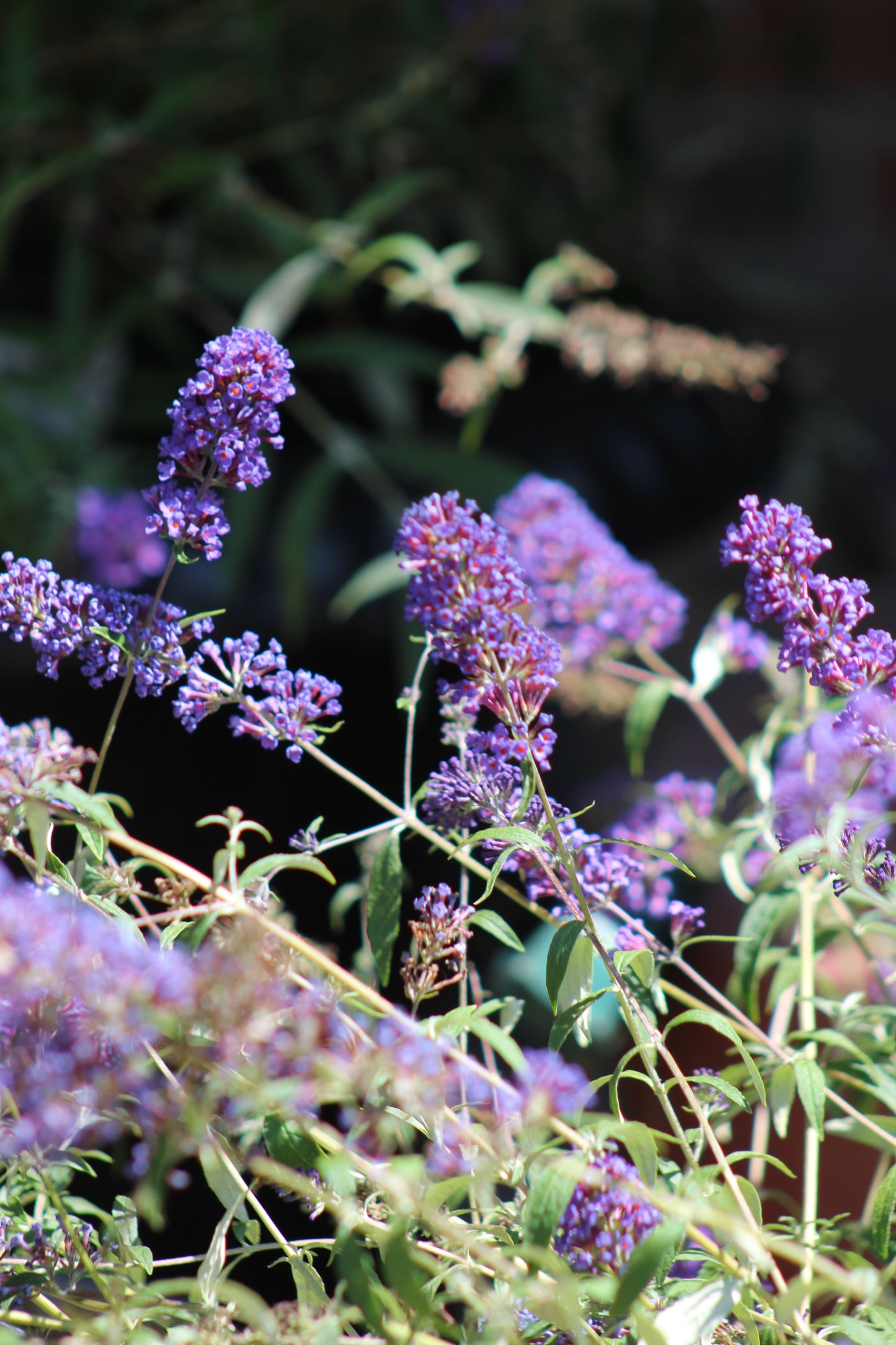 BUDDLEIA DAVIDII NANHO BLUE 3g