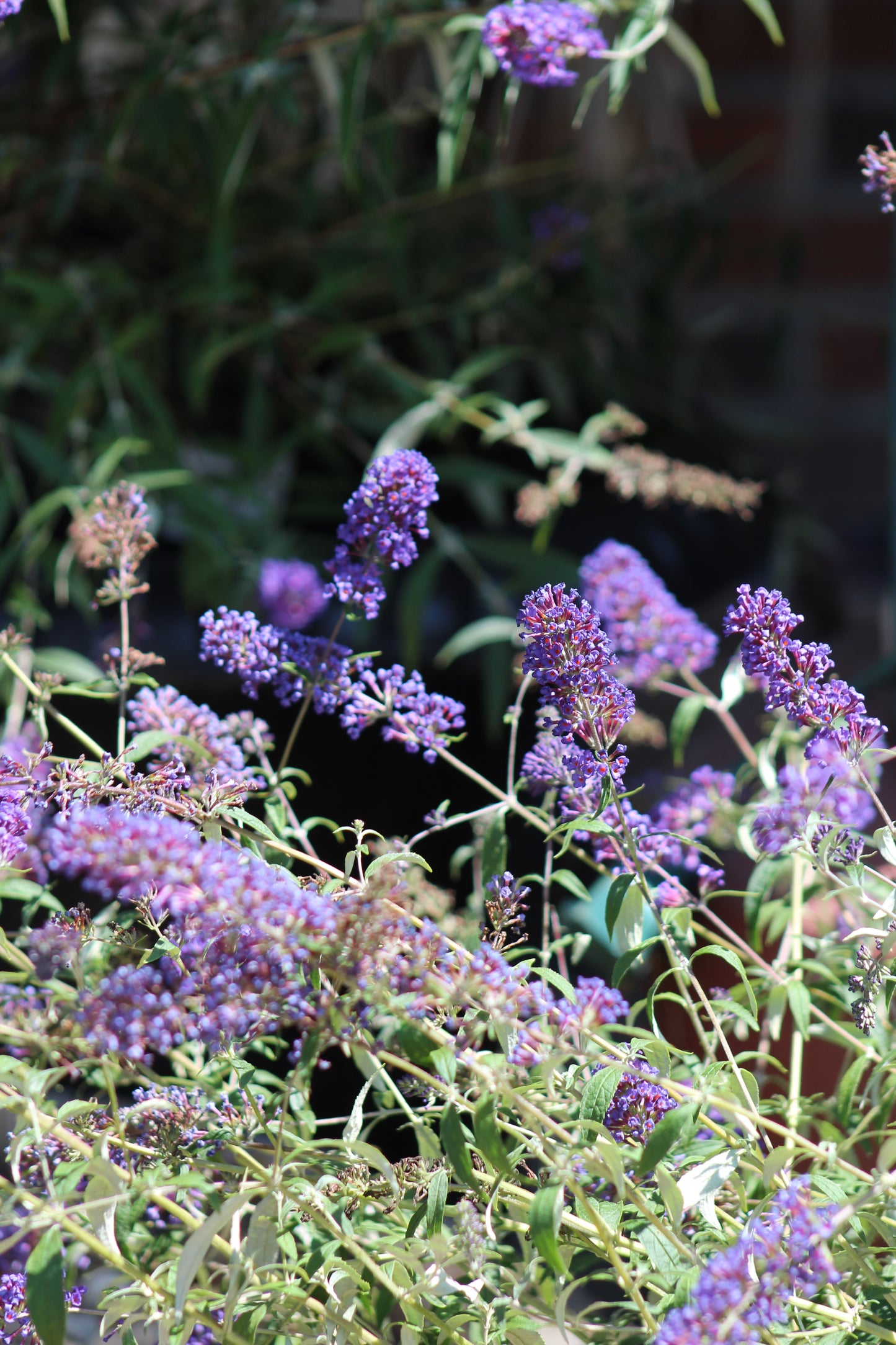 BUDDLEIA DAVIDII NANHO BLUE 3g