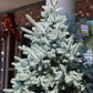 PICEA PUNGENS BABY BLUE 15g