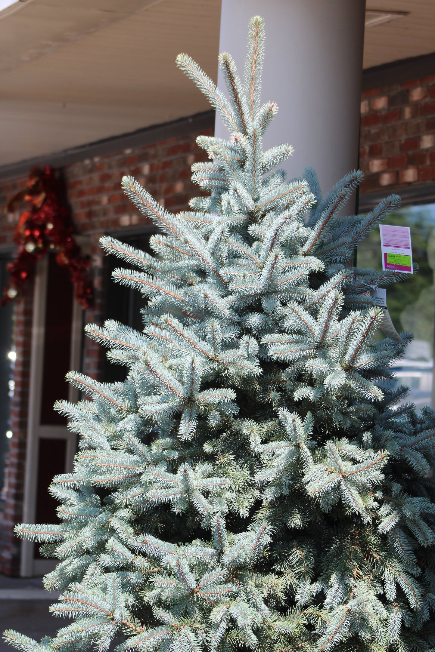PICEA PUNGENS BABY BLUE 15g