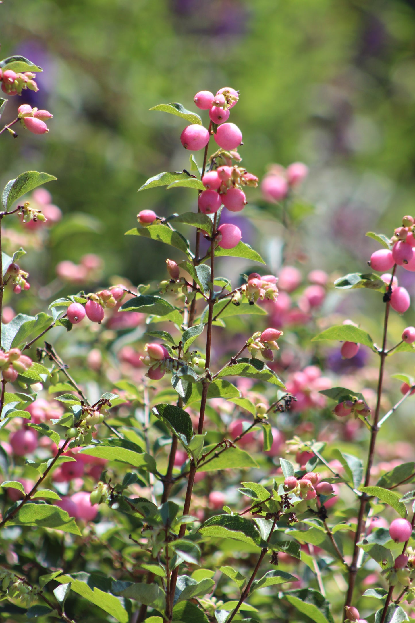 SYMPHORICARPOS X DOOR. `CANDY`