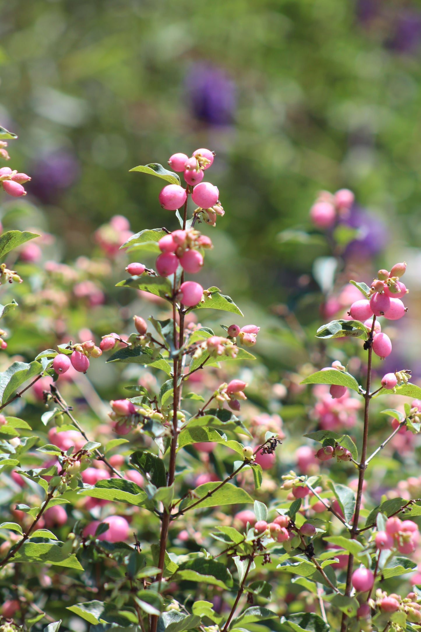 SYMPHORICARPOS X DOOR. `CANDY`