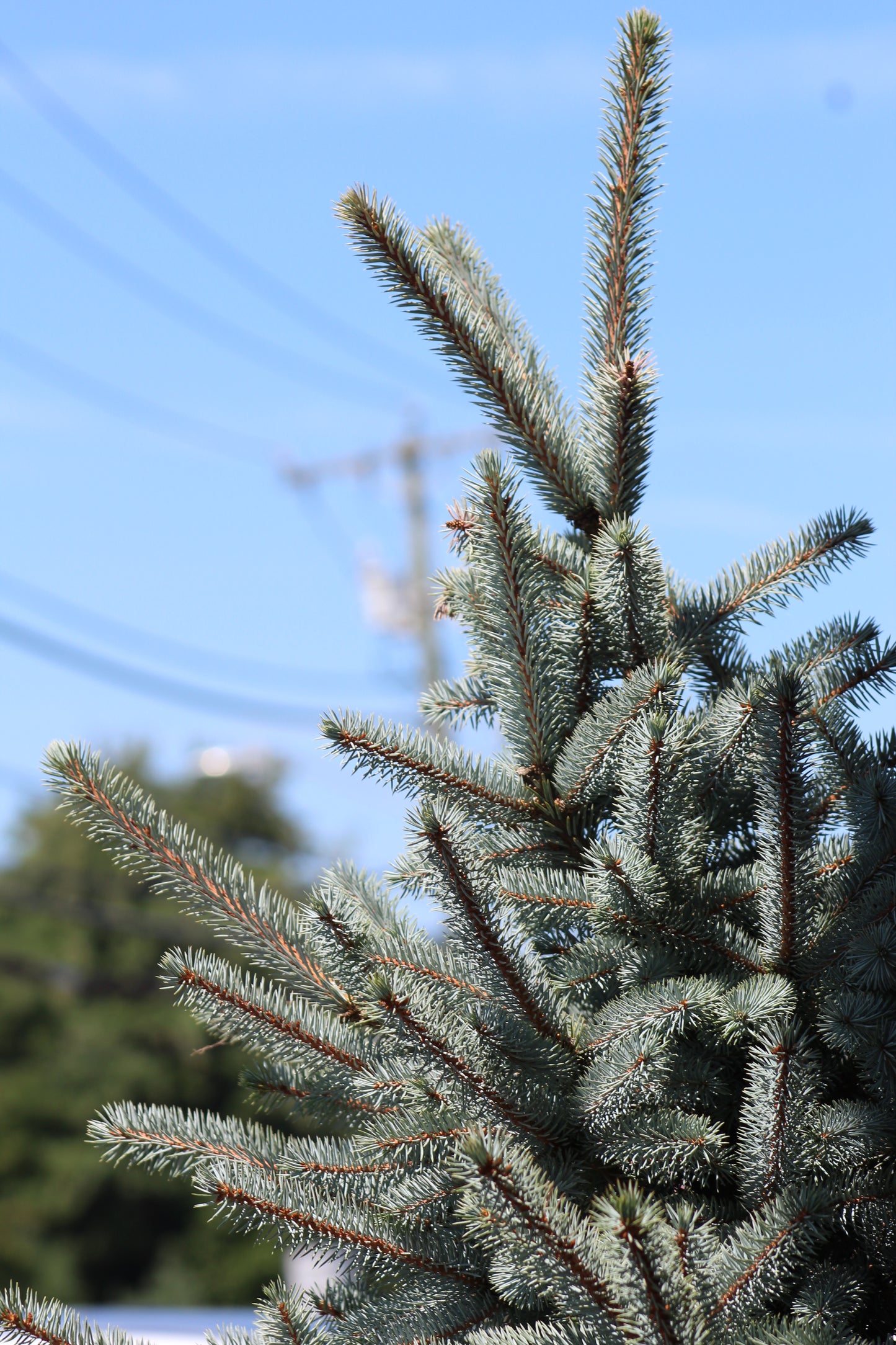 PICEA PUNGENS BABY BLUE 15g