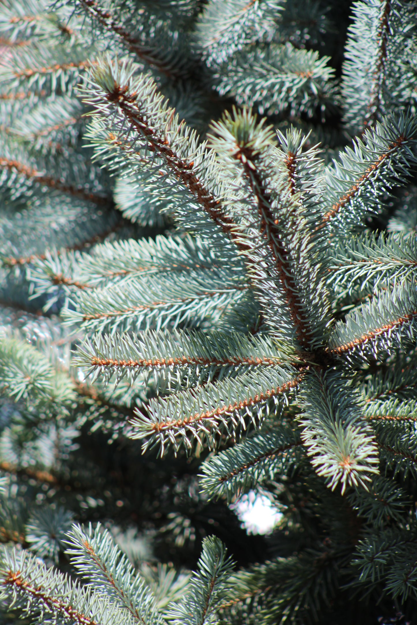 PICEA PUNGENS BABY BLUE 15g