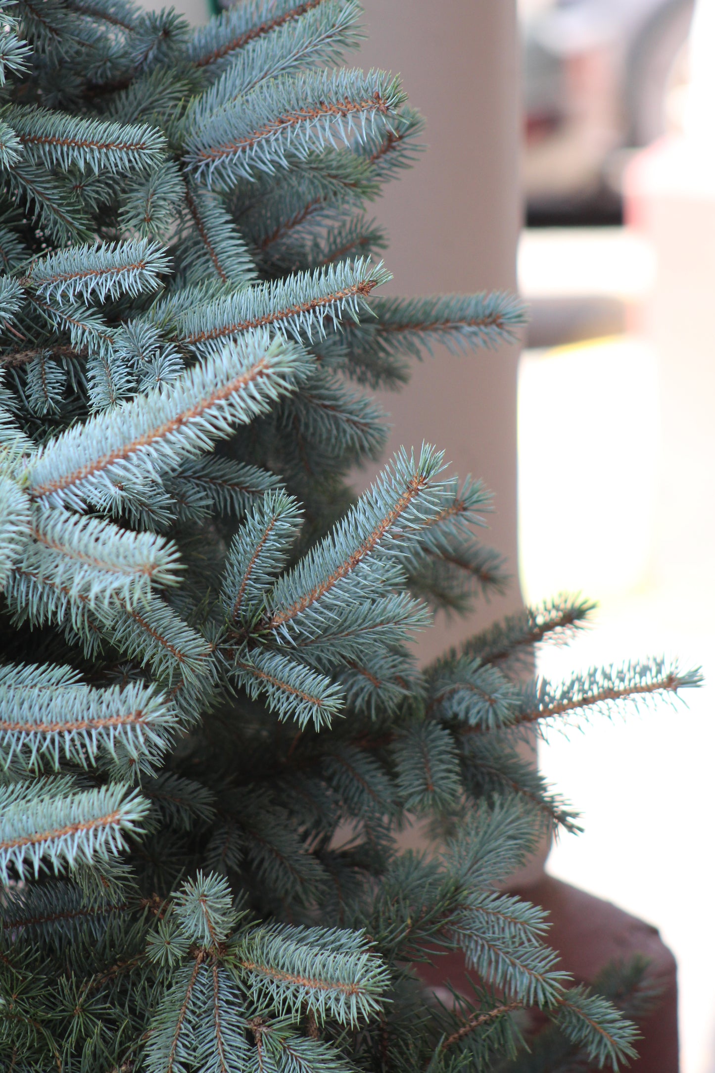 PICEA PUNGENS BABY BLUE 15g