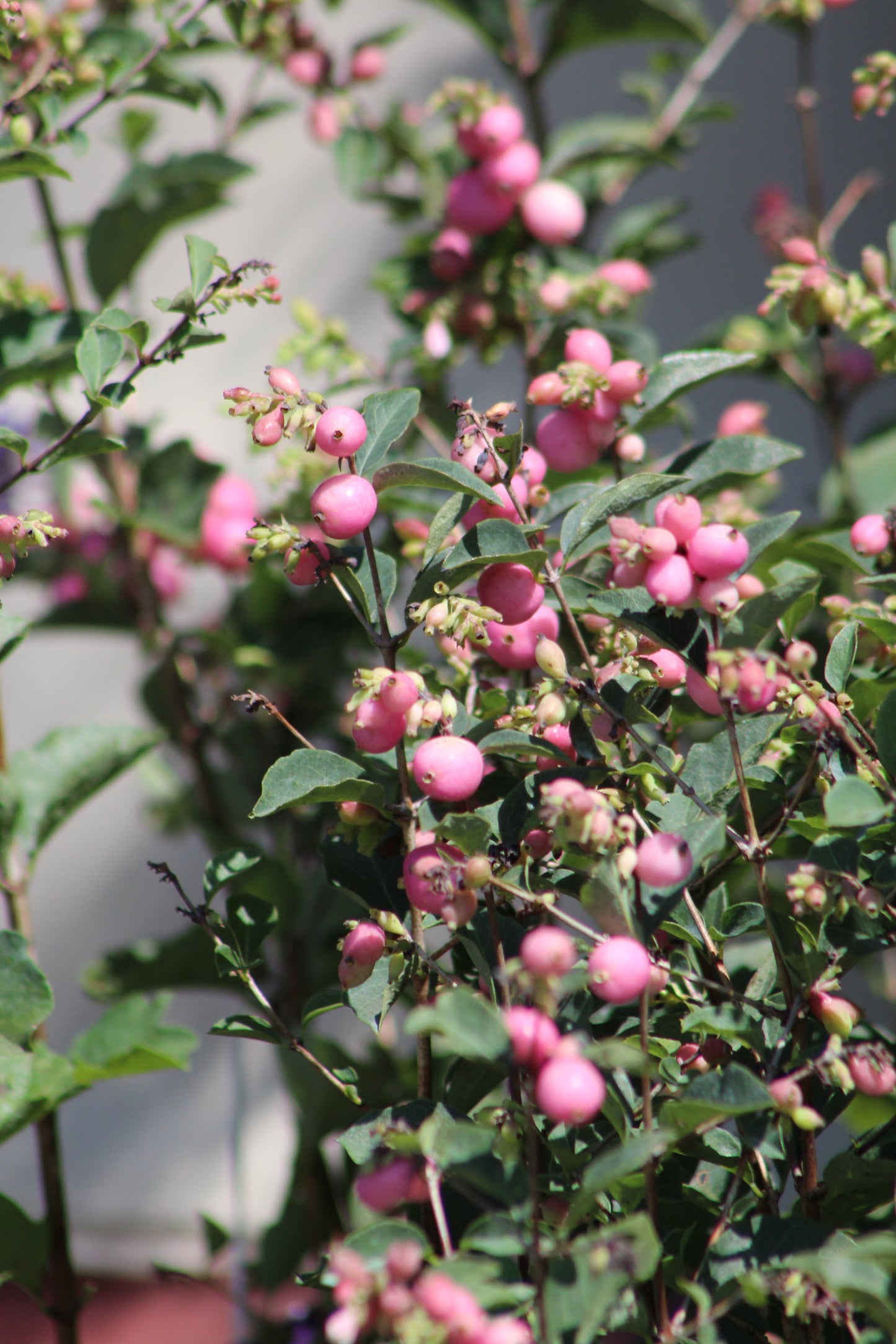 SYMPHORICARPOS X DOOR. `CANDY`