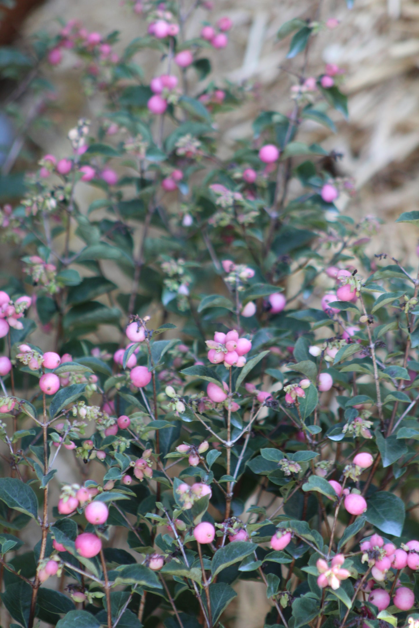 SYMPHORICARPOS X DOOR. `CANDY`
