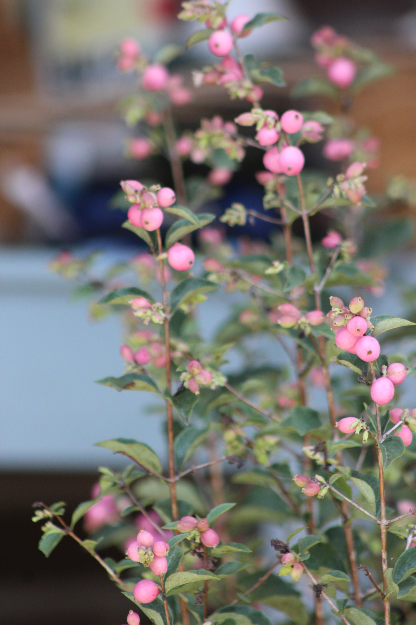 SYMPHORICARPOS X DOOR. `CANDY`