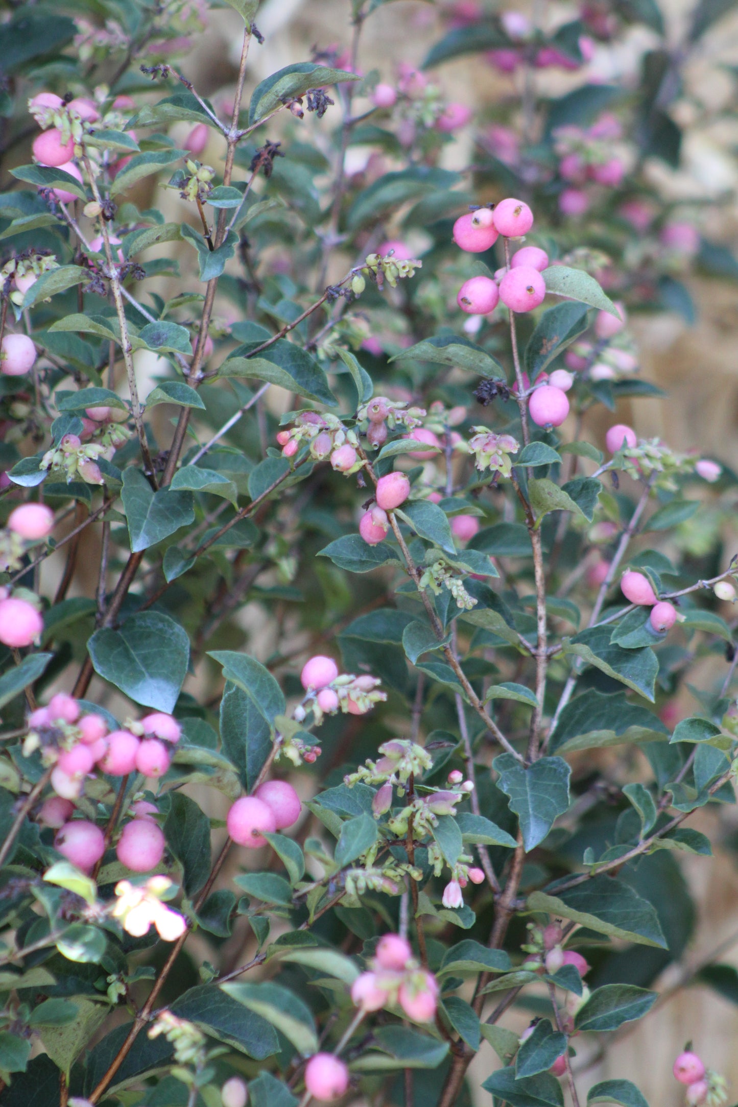 SYMPHORICARPOS X DOOR. `CANDY`