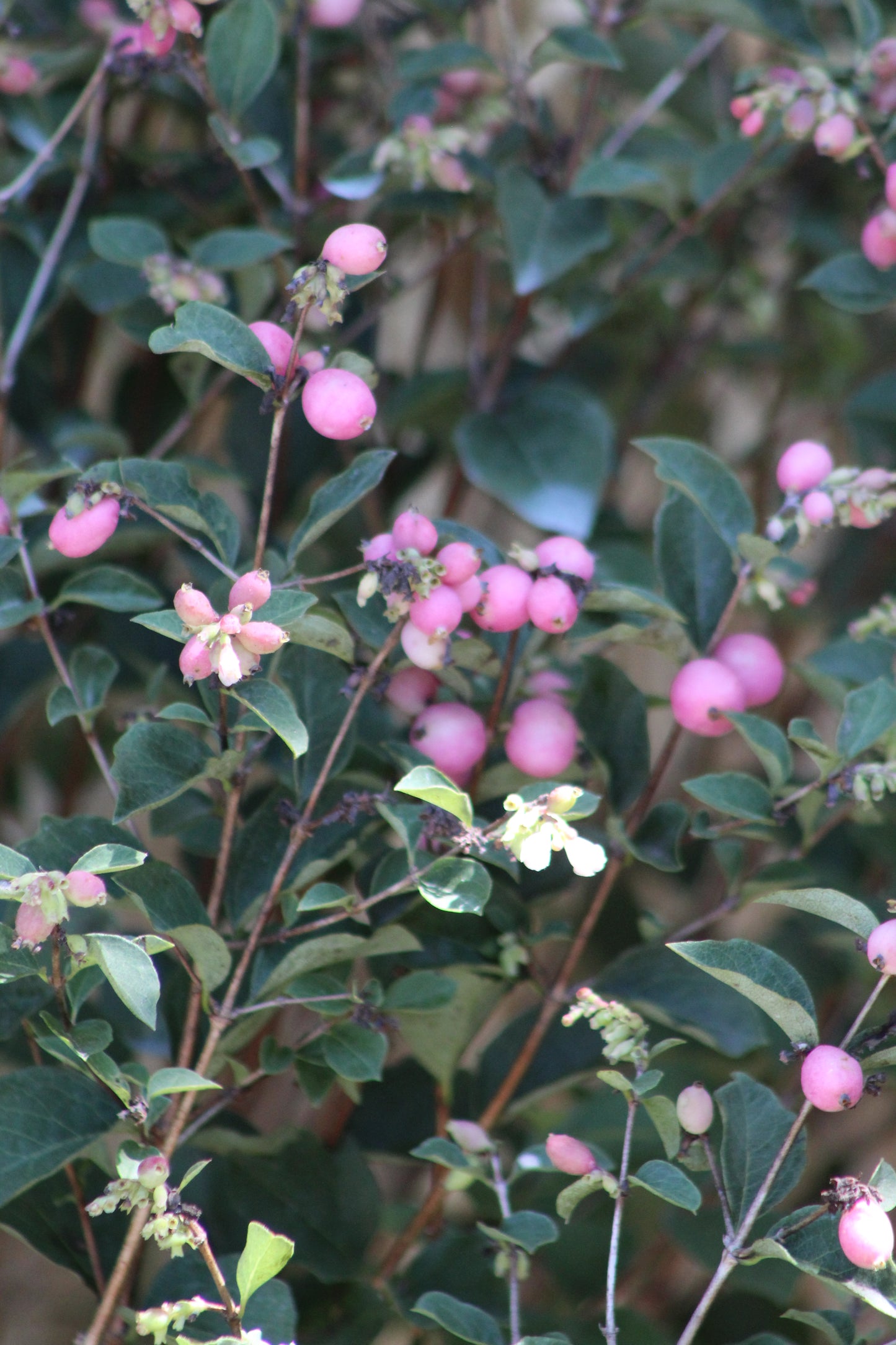 SYMPHORICARPOS X DOOR. `CANDY`