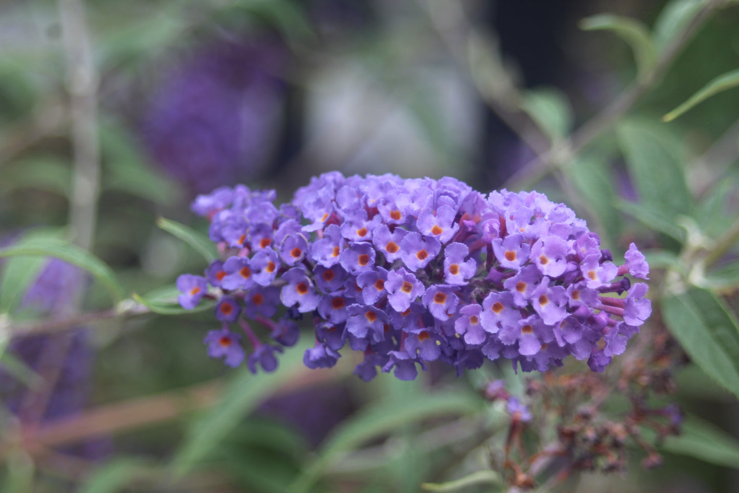 BUDDLEIA DAVIDII NANHO BLUE 3g