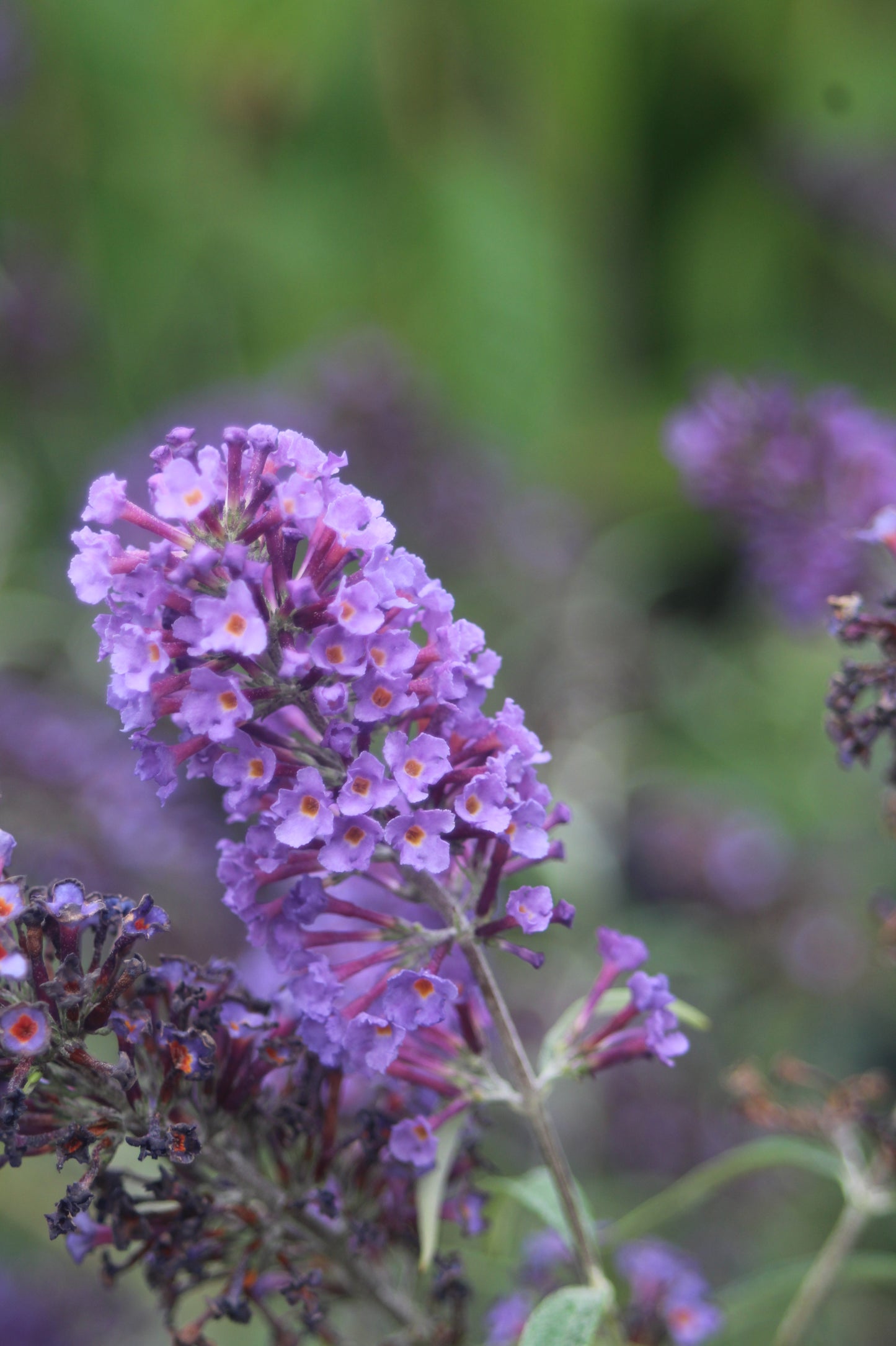 BUDDLEIA DAVIDII NANHO BLUE 3g