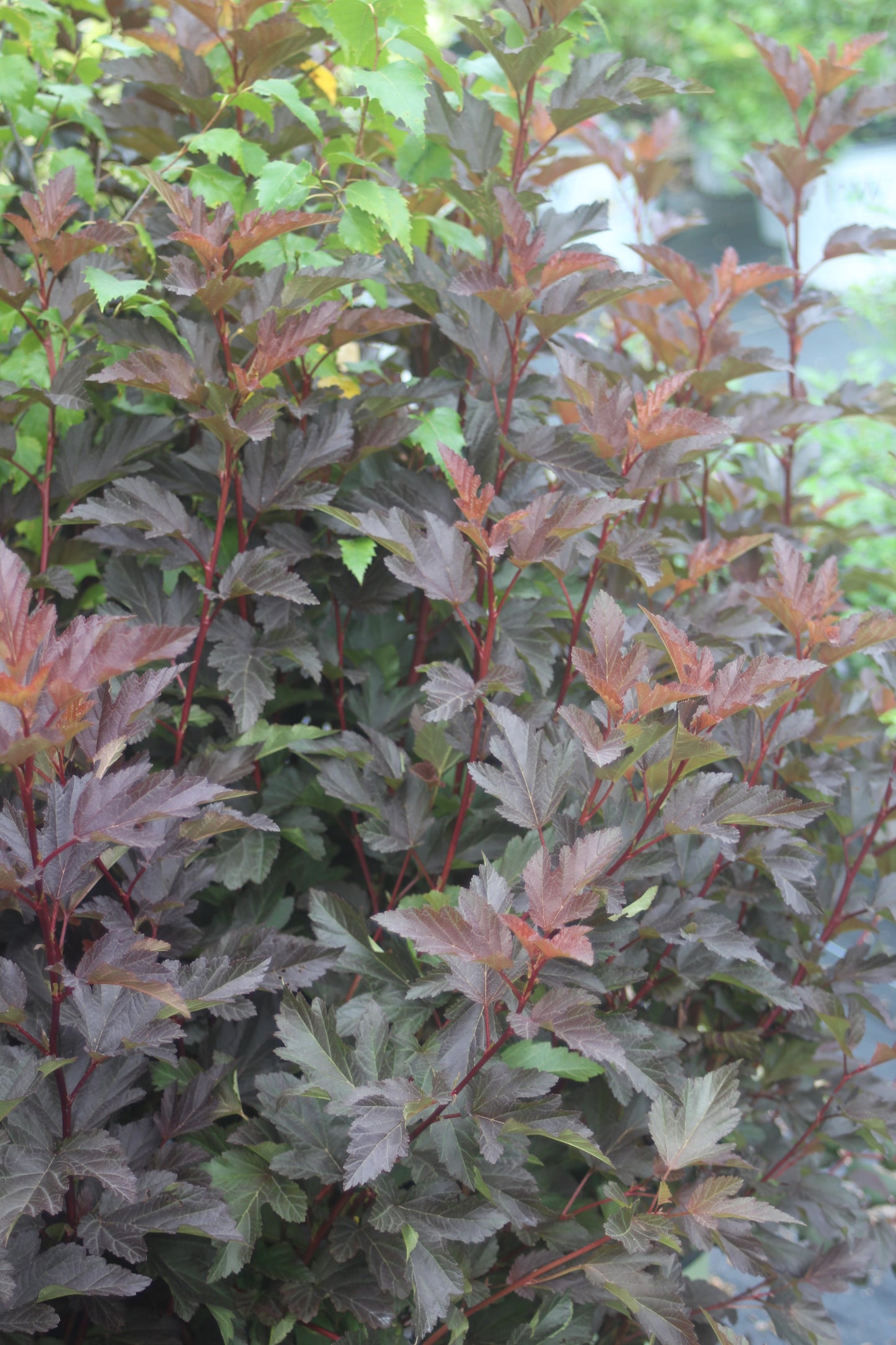 PHYSOCARPUS OP. CENTER GLOW 2g