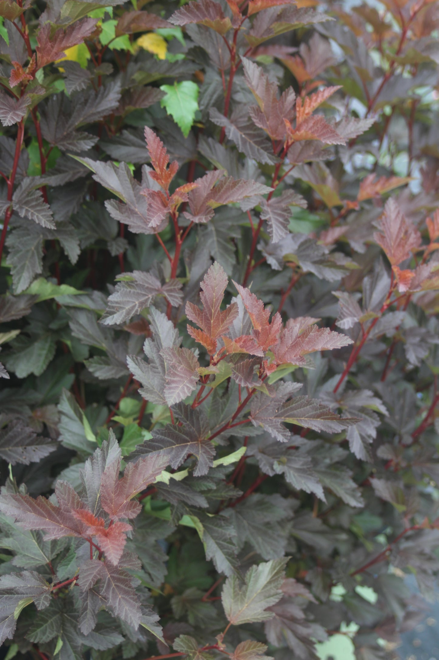 PHYSOCARPUS OP. CENTER GLOW 2g