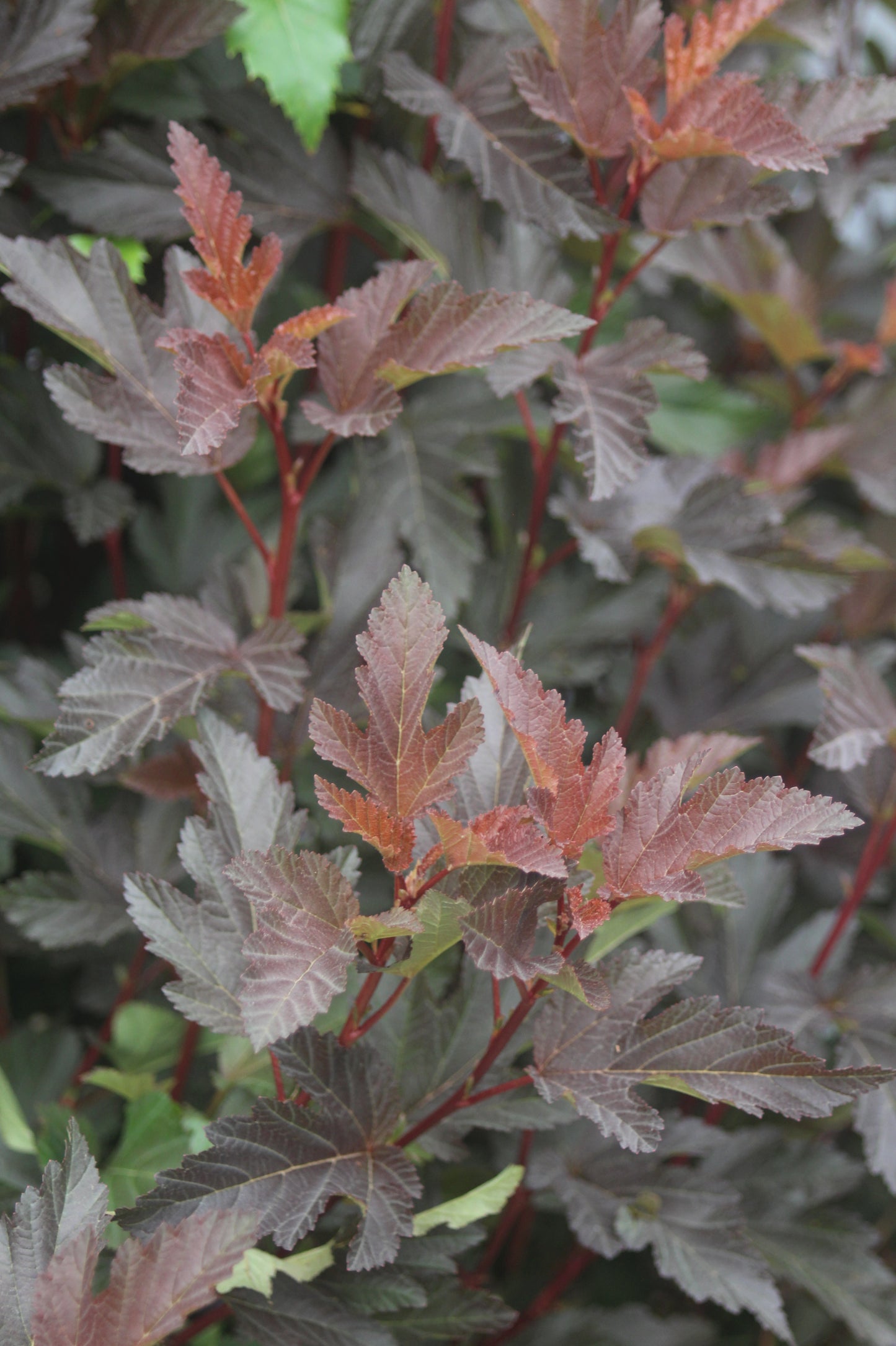 PHYSOCARPUS OP. CENTER GLOW 2g