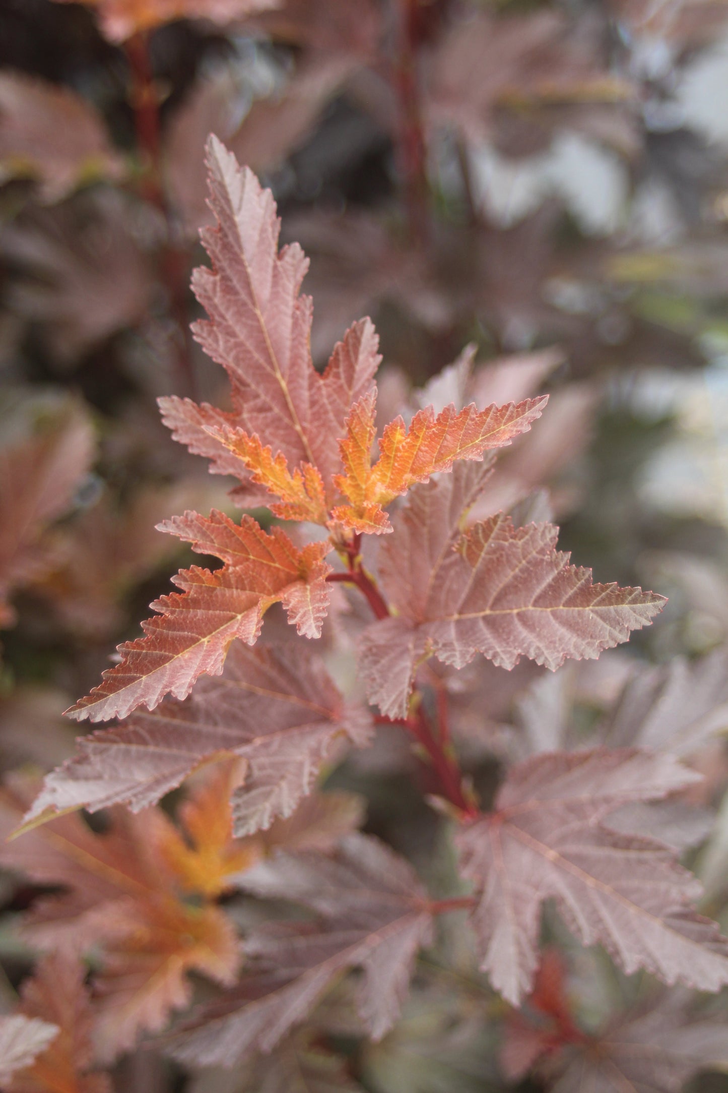 PHYSOCARPUS OP. CENTER GLOW 2g