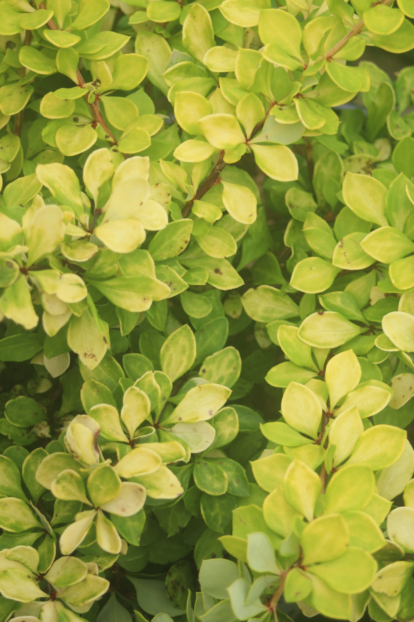 BERBERIS WORRYFREE LEMON GLOW 2g