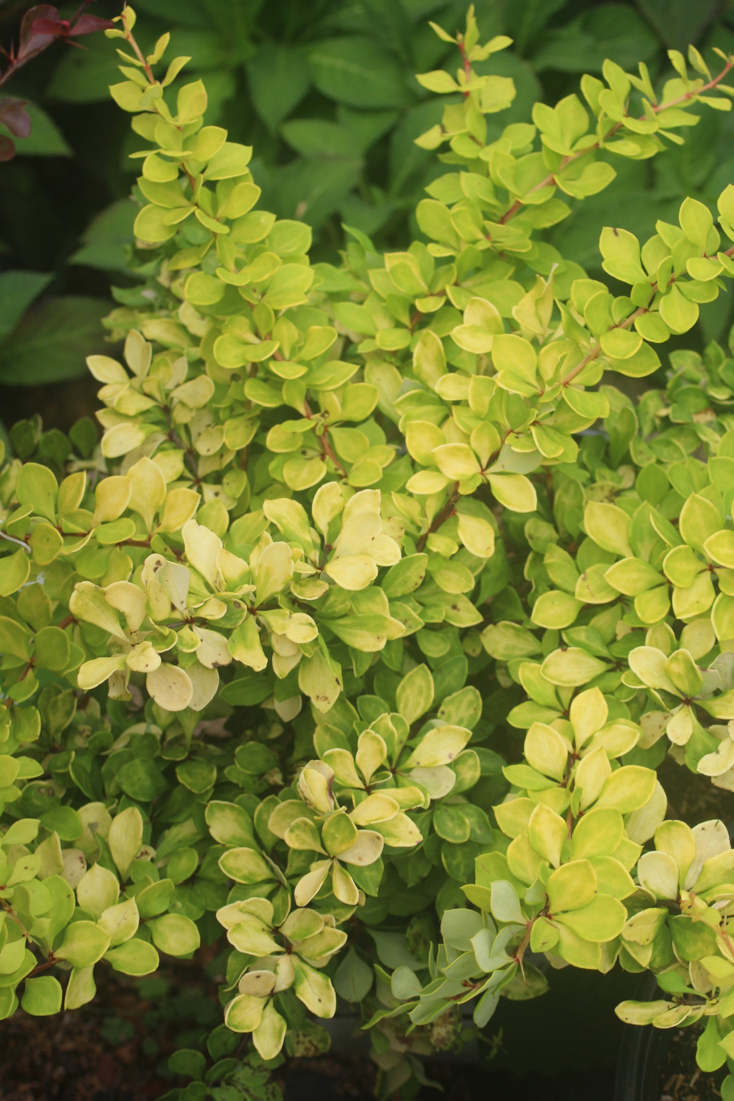 BERBERIS WORRYFREE LEMON GLOW 2g