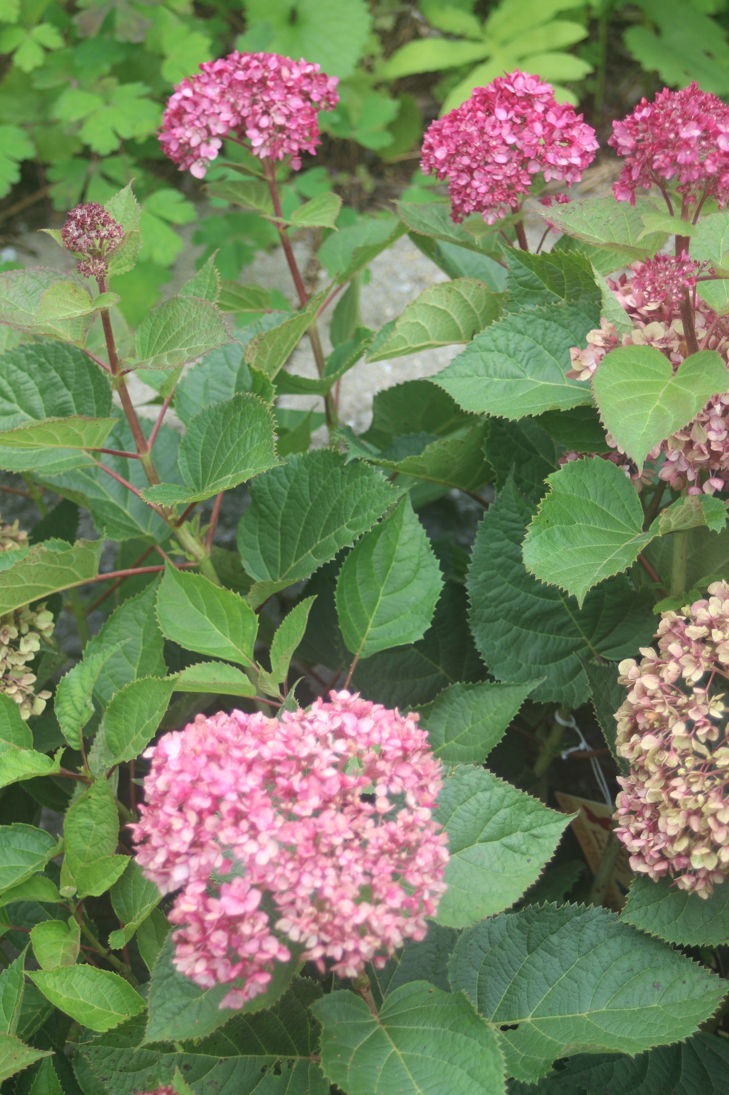 HYDRANGEA ARB. INVINCIBELLE `GARNETTA 3g