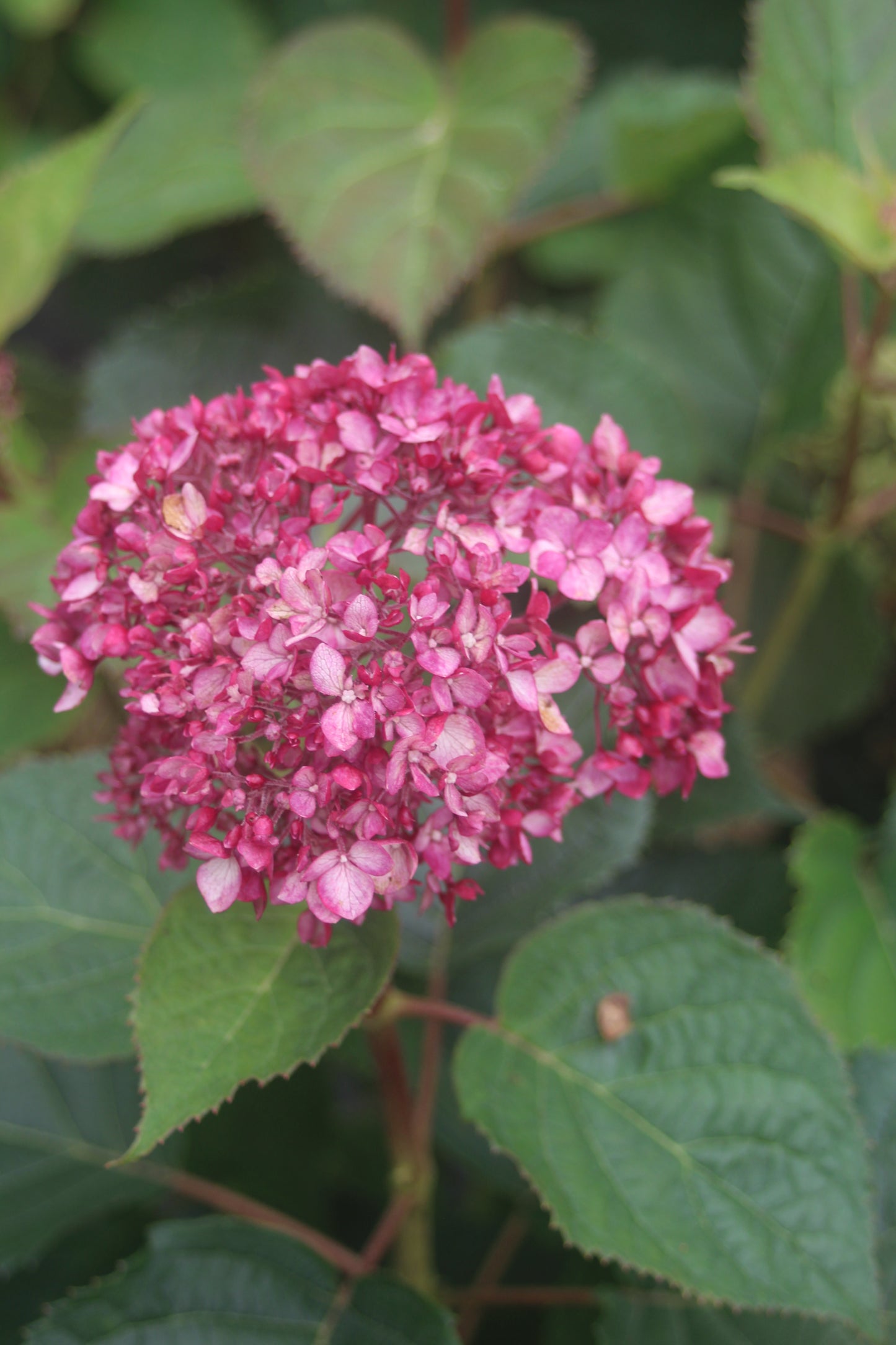 HYDRANGEA ARB. INVINCIBELLE `GARNETTA 3g