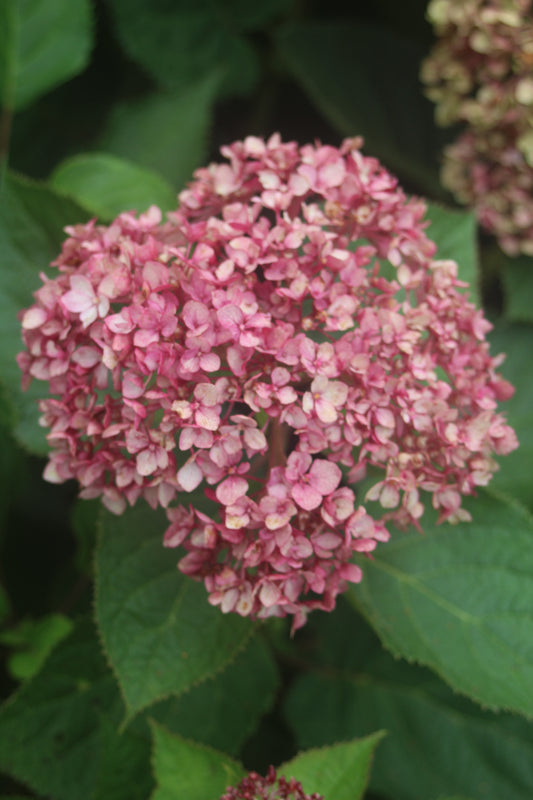HYDRANGEA ARB. INVINCIBELLE `GARNETTA 3g