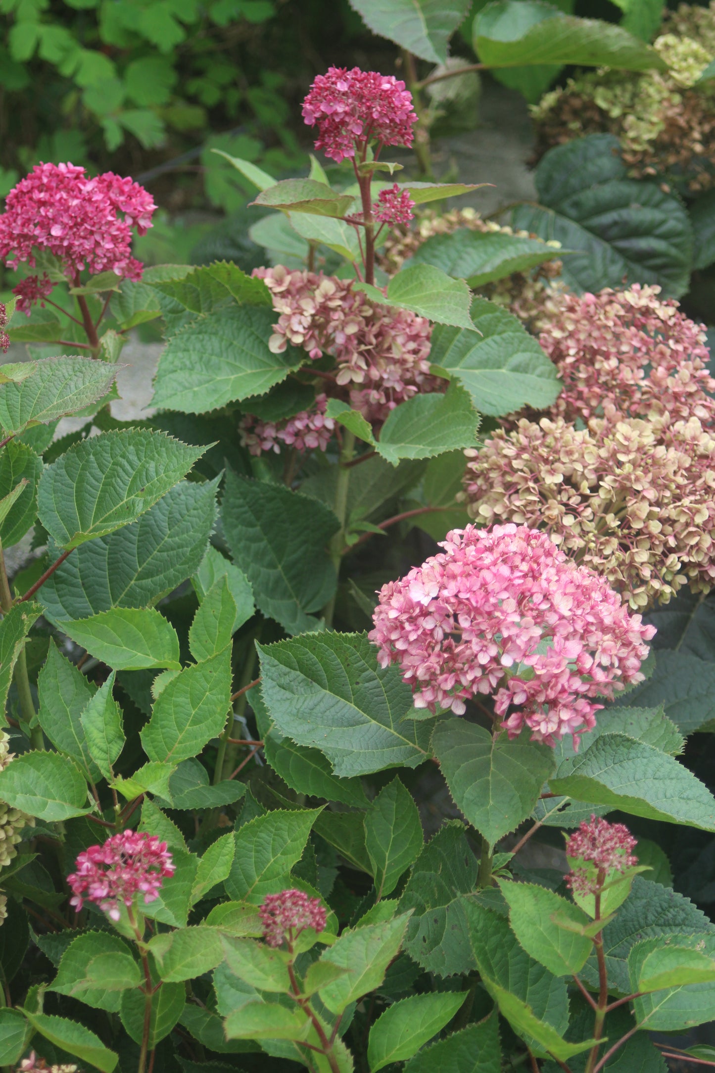 HYDRANGEA ARB. INVINCIBELLE `GARNETTA 3g