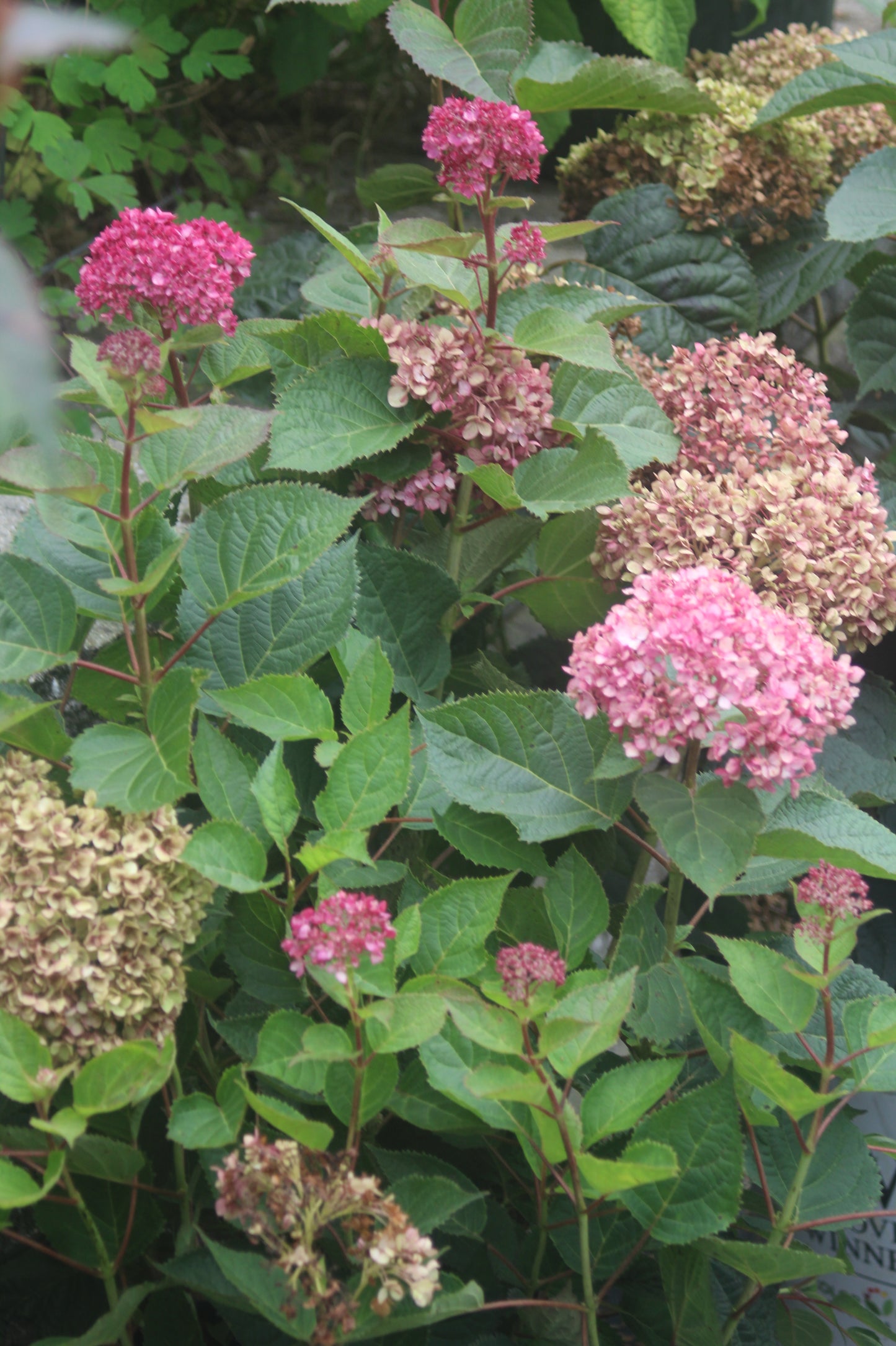 HYDRANGEA ARB. INVINCIBELLE `GARNETTA 3g