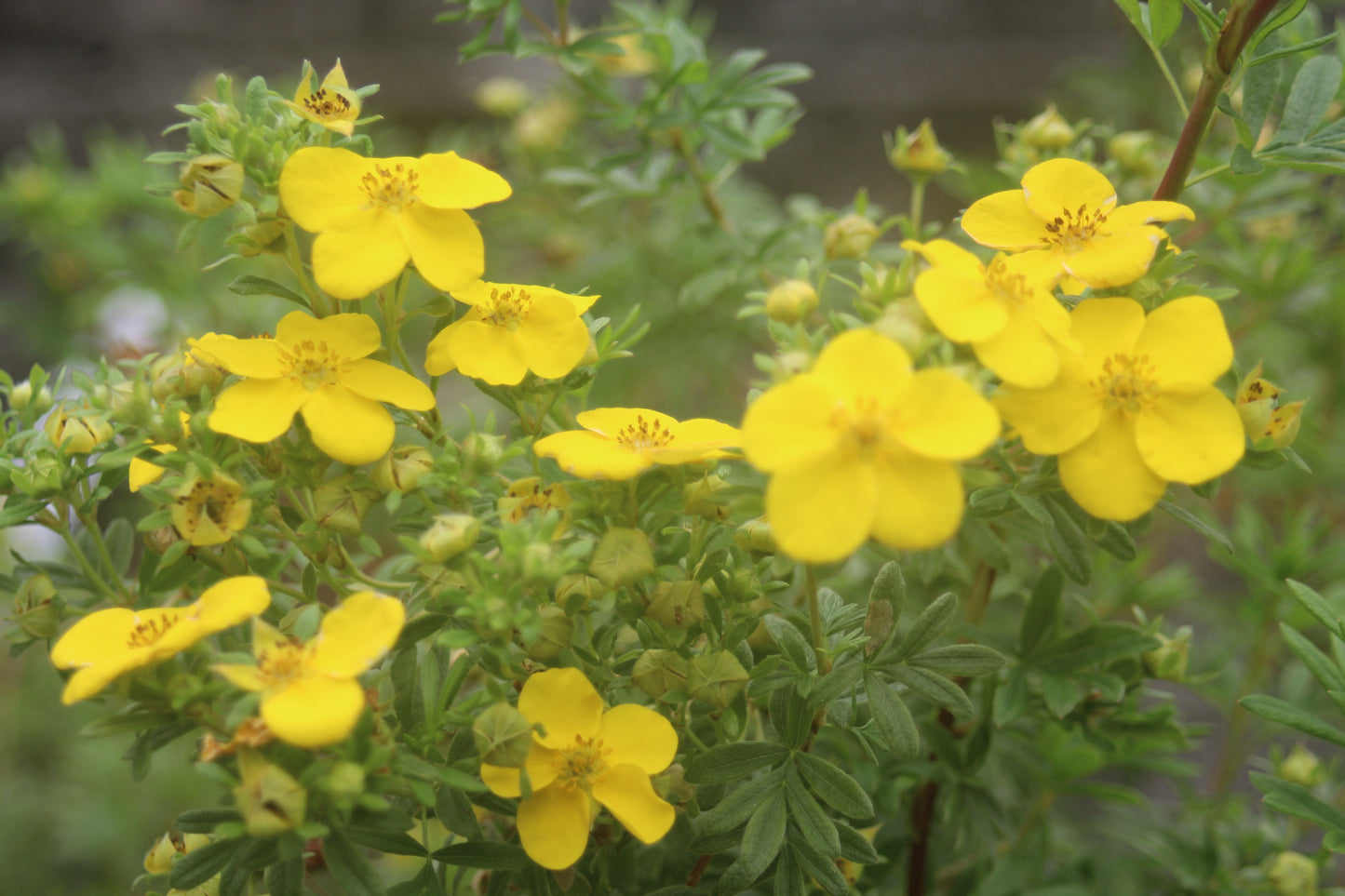 Potentilla Goldfinger 3g