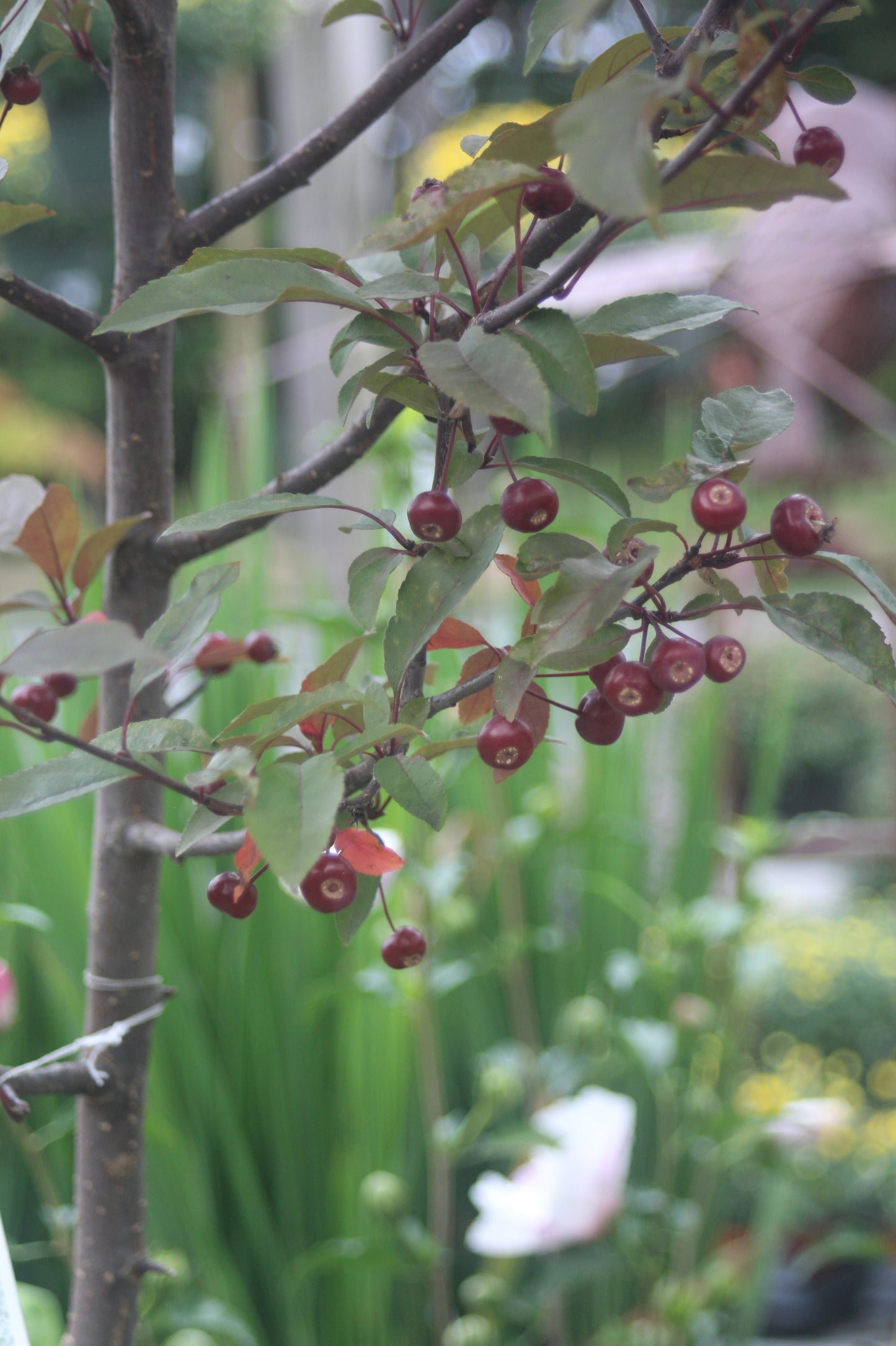 MALUS `SHOW TIME 7g