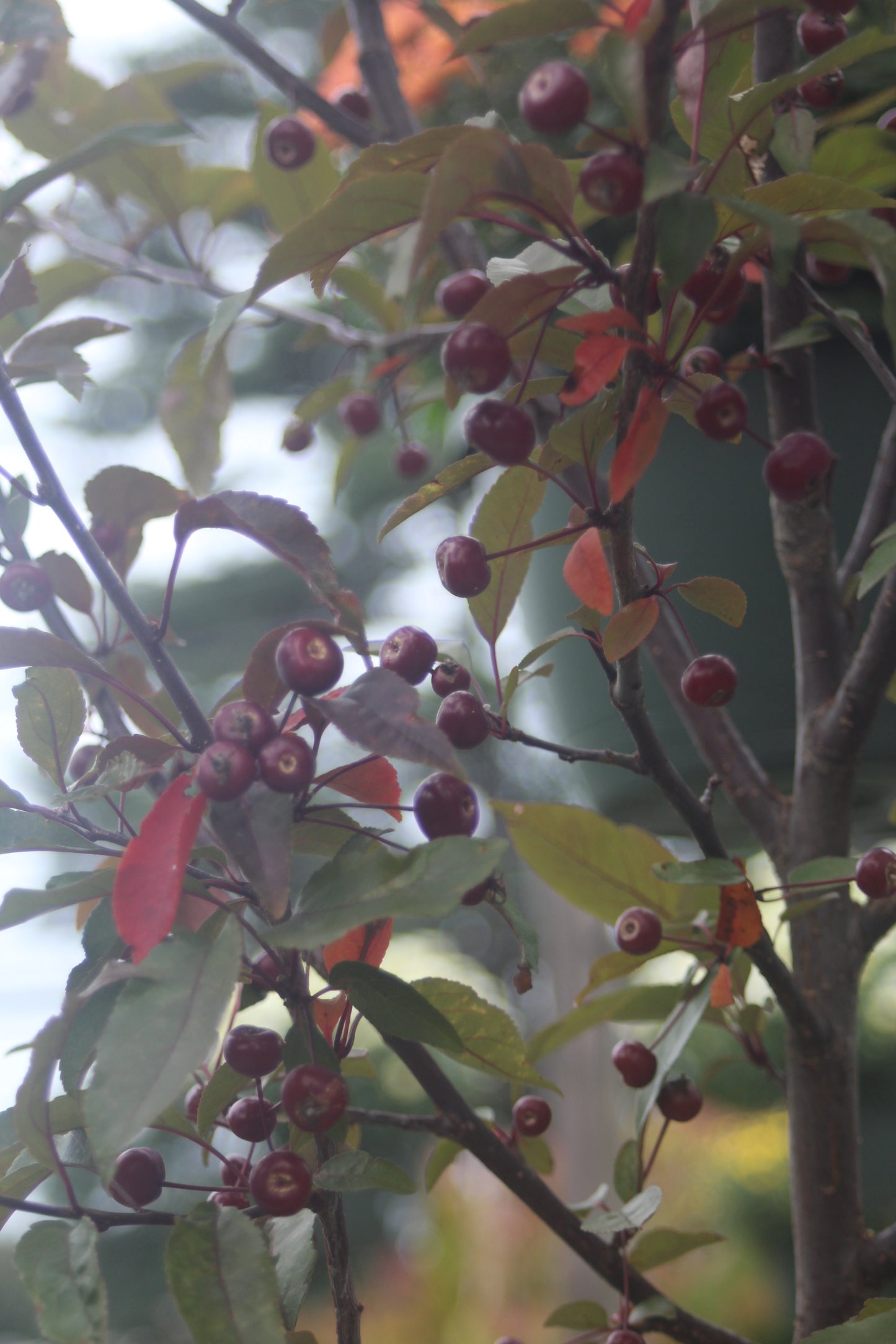 MALUS `SHOW TIME 7g