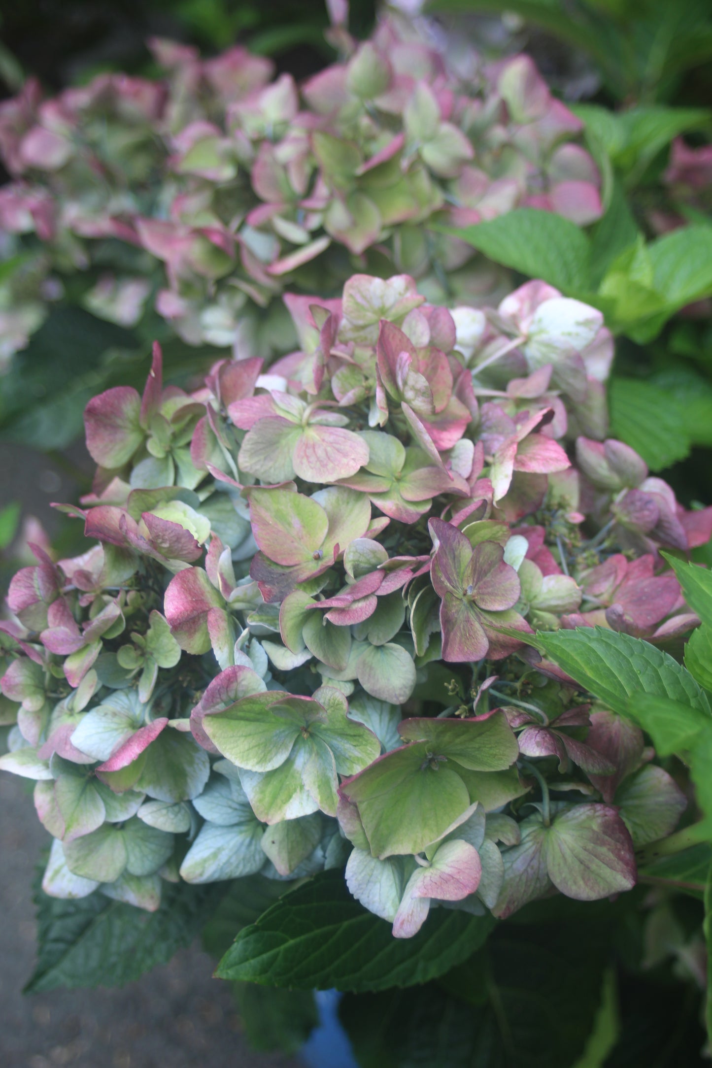 HYDRANGEA M `E.S.POP STAR 2g