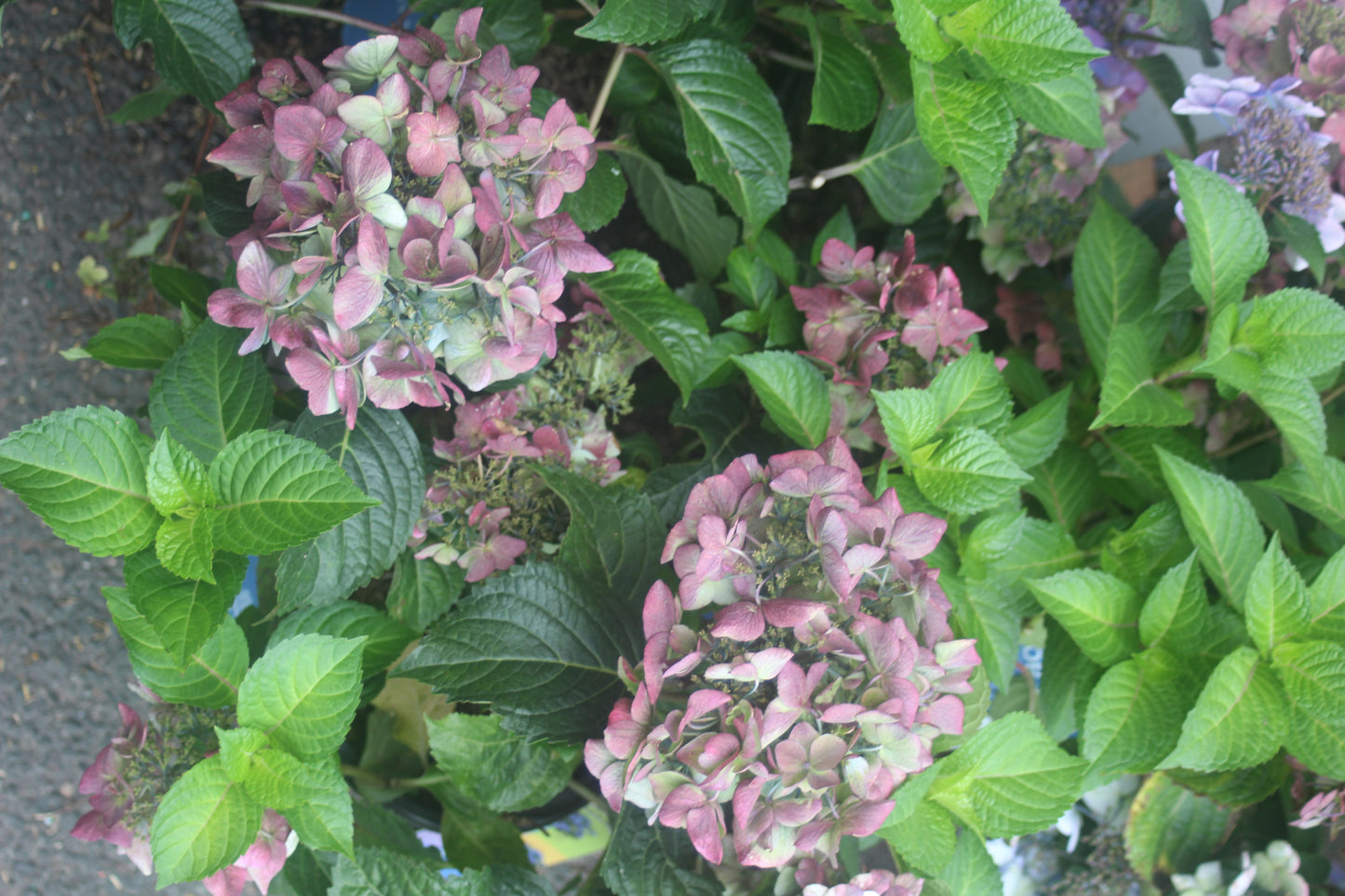 HYDRANGEA M `E.S.POP STAR 2g