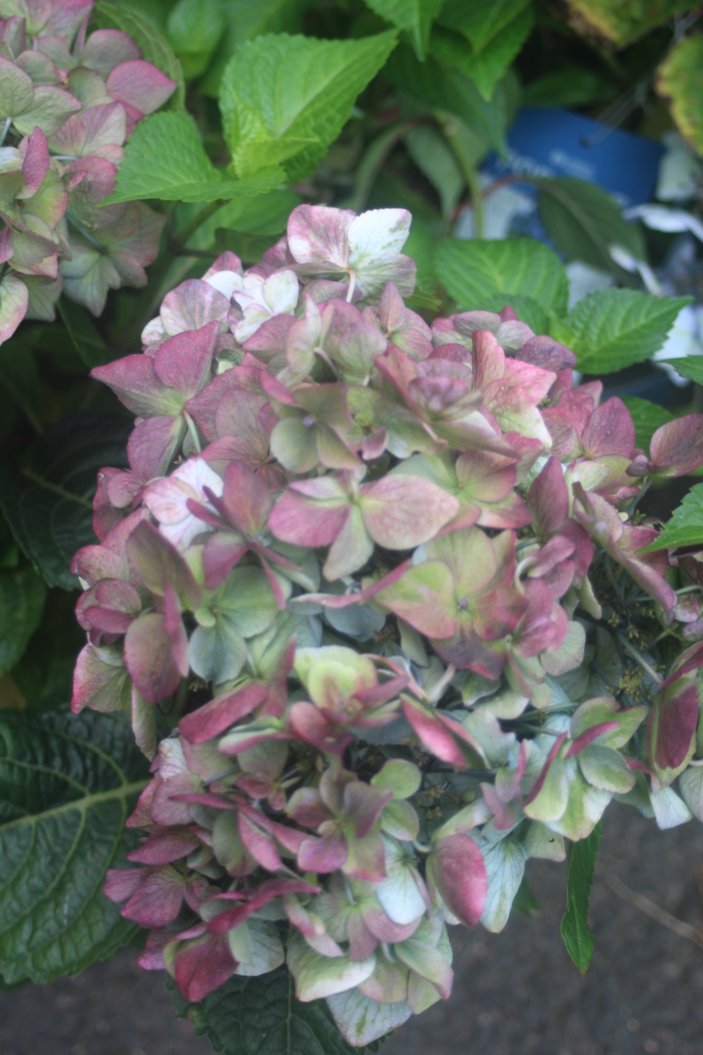 HYDRANGEA M `E.S.POP STAR 2g
