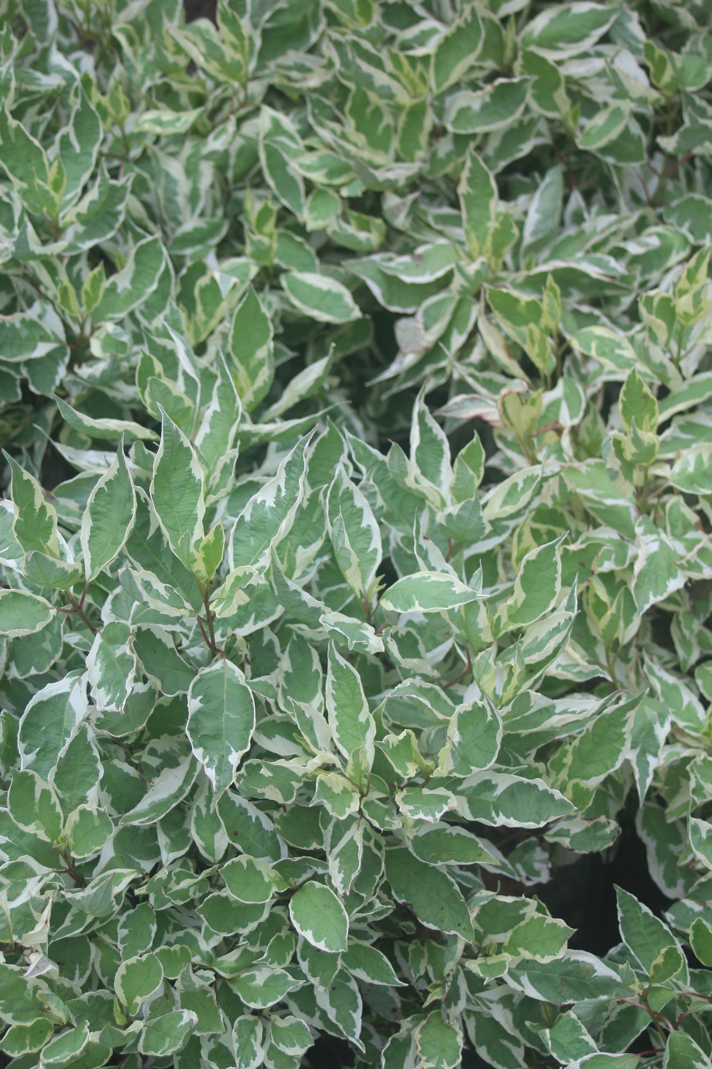 Cornus alba Ivory Halo 3g