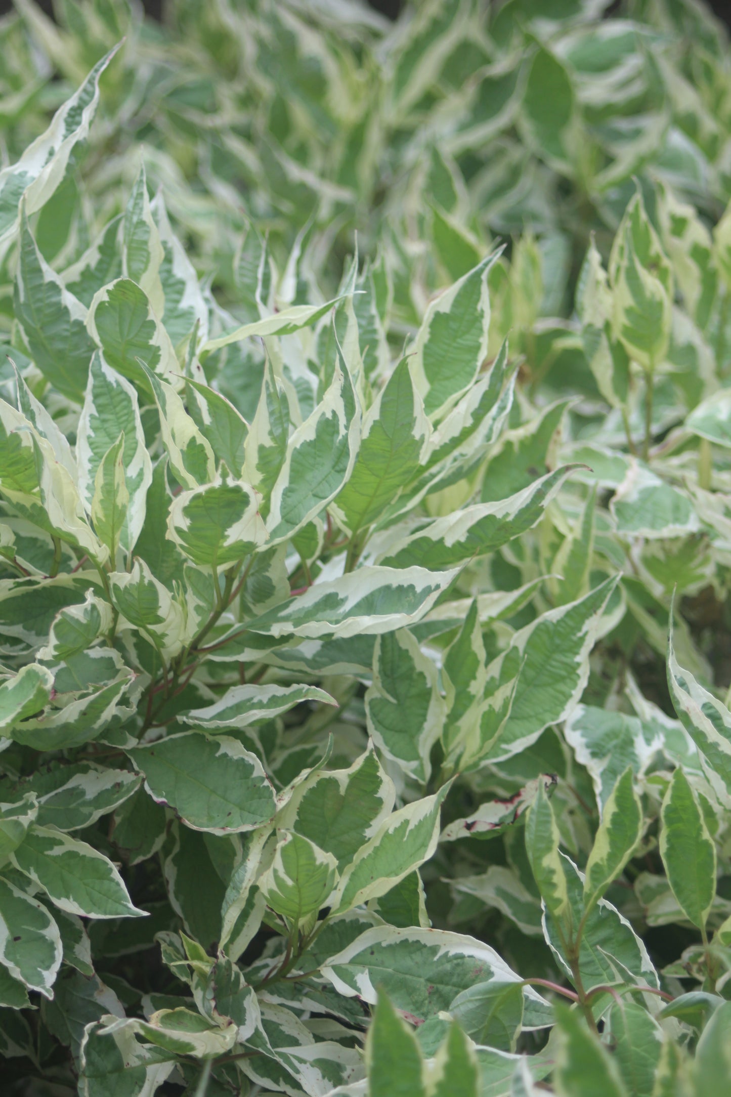 Cornus alba Ivory Halo 3g